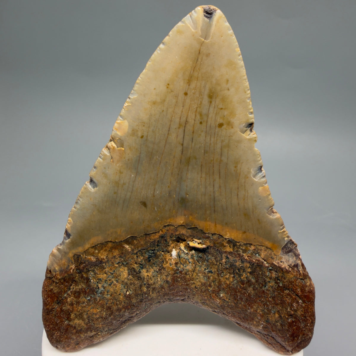 Back View Colorful, heart-shaped 3.46" Fossil Megalodon Tooth from North Carolina - megalodonteeth.com CM6636