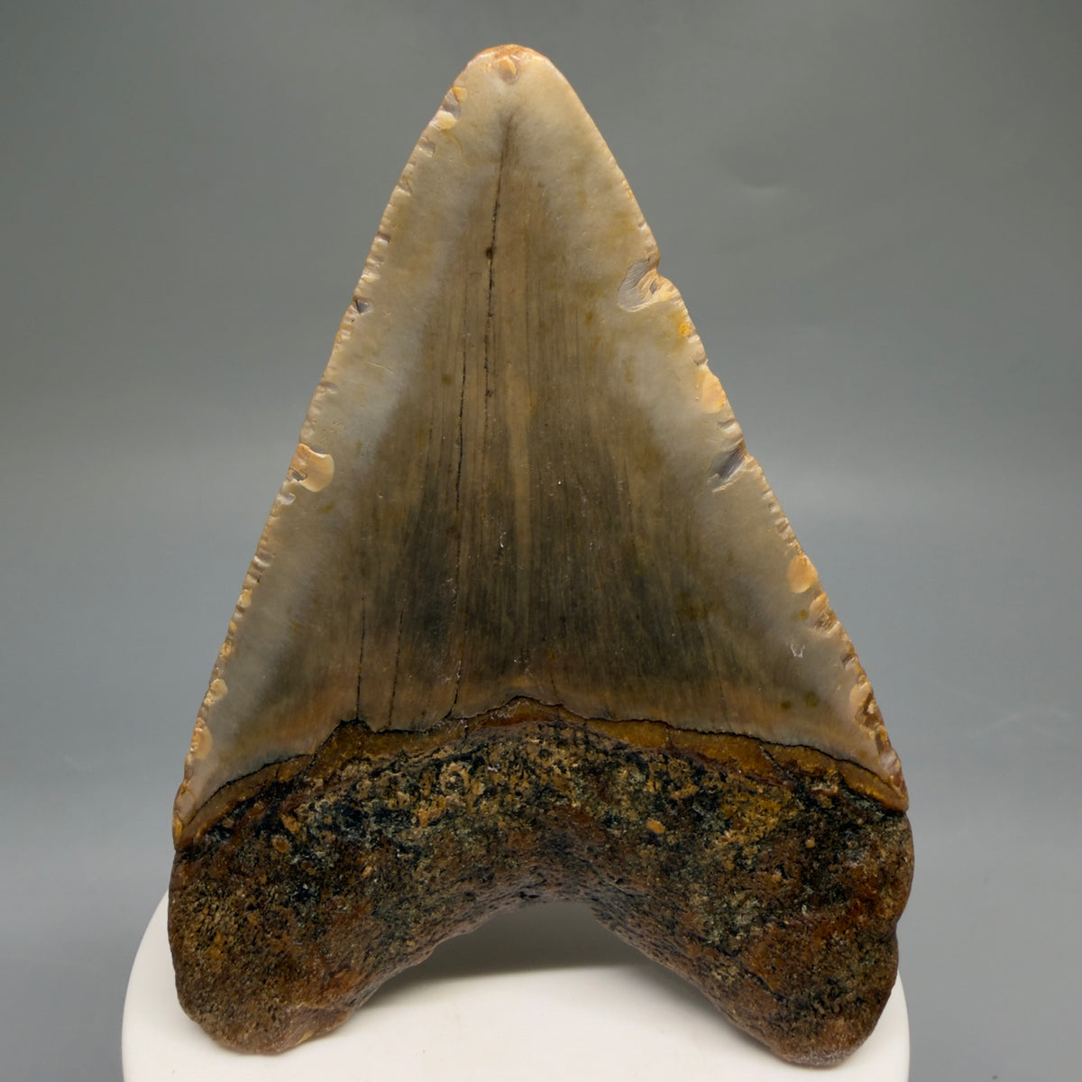 Back View Colorful, heart-shaped 3.46" Fossil Megalodon Tooth from North Carolina - megalodonteeth.com CM6768