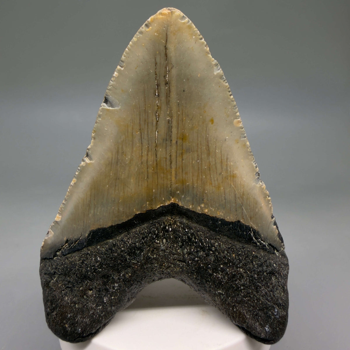 Back View Colorful, heart-shaped 3.57" Fossil Megalodon Tooth from North Carolina - megalodonteeth.com CM6803