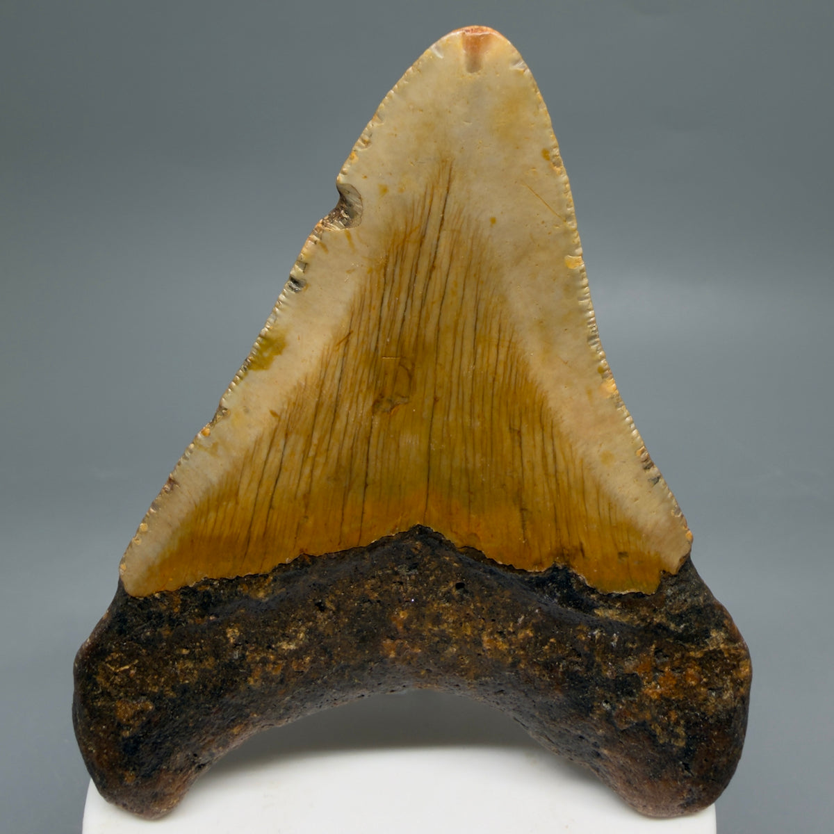 Back View Colorful, heart-shaped 3.59" Fossil Megalodon Tooth from North Carolina - megalodonteeth.com CM6642