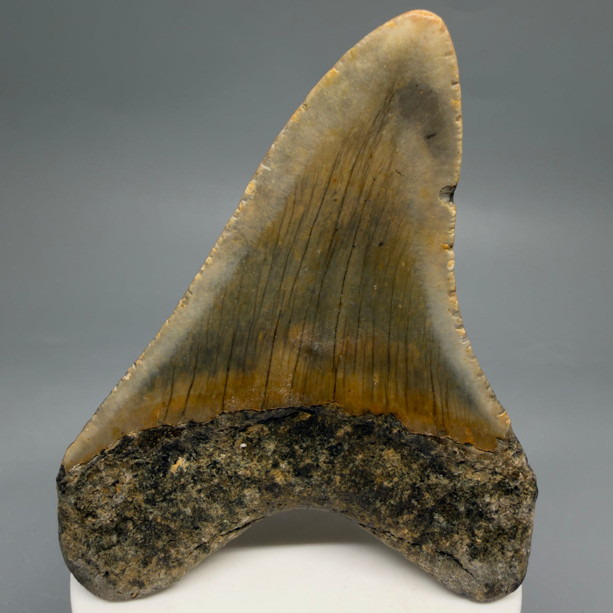 Back View Colorful, heart-shaped 3.61" Fossil Megalodon Tooth from North Carolina - megalodonteeth.com CM6640