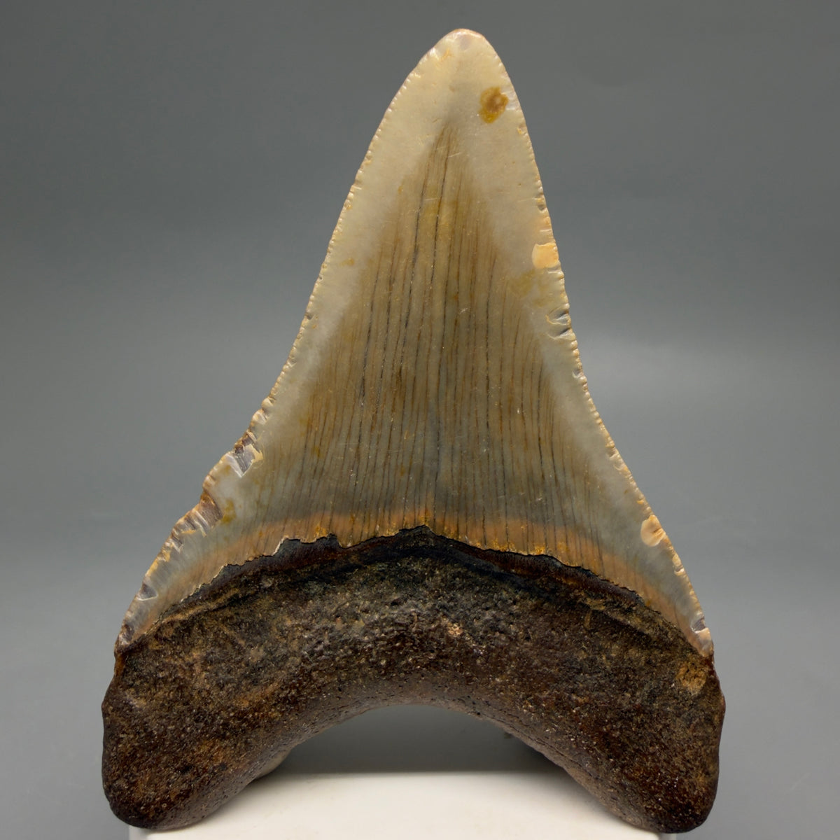 Back View Colorful, heart-shaped 3.63" Fossil Megalodon Tooth from North Carolina - megalodonteeth.com CM6643