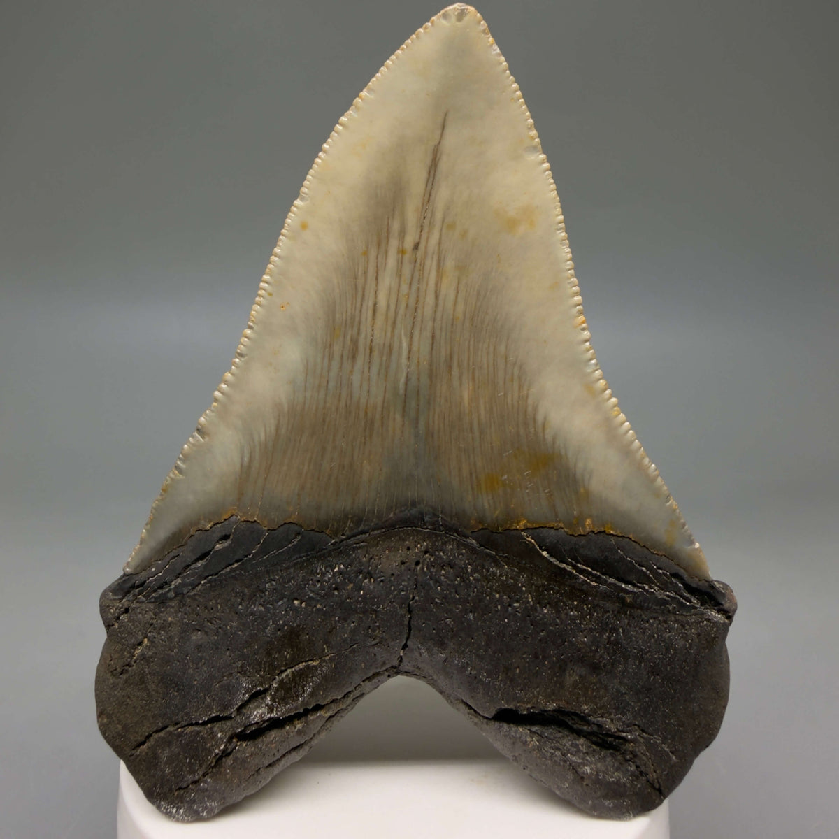 Back View Colorful, heart-shaped 3.67" Fossil Megalodon Tooth from North Carolina - megalodonteeth.com CM6804