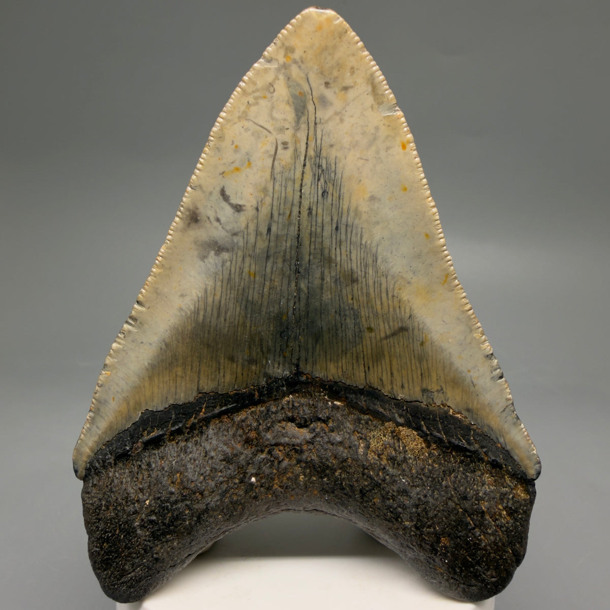 Back View Colorful, heart-shaped 3.68" Fossil Megalodon Tooth from North Carolina - megalodonteeth.com CM6646