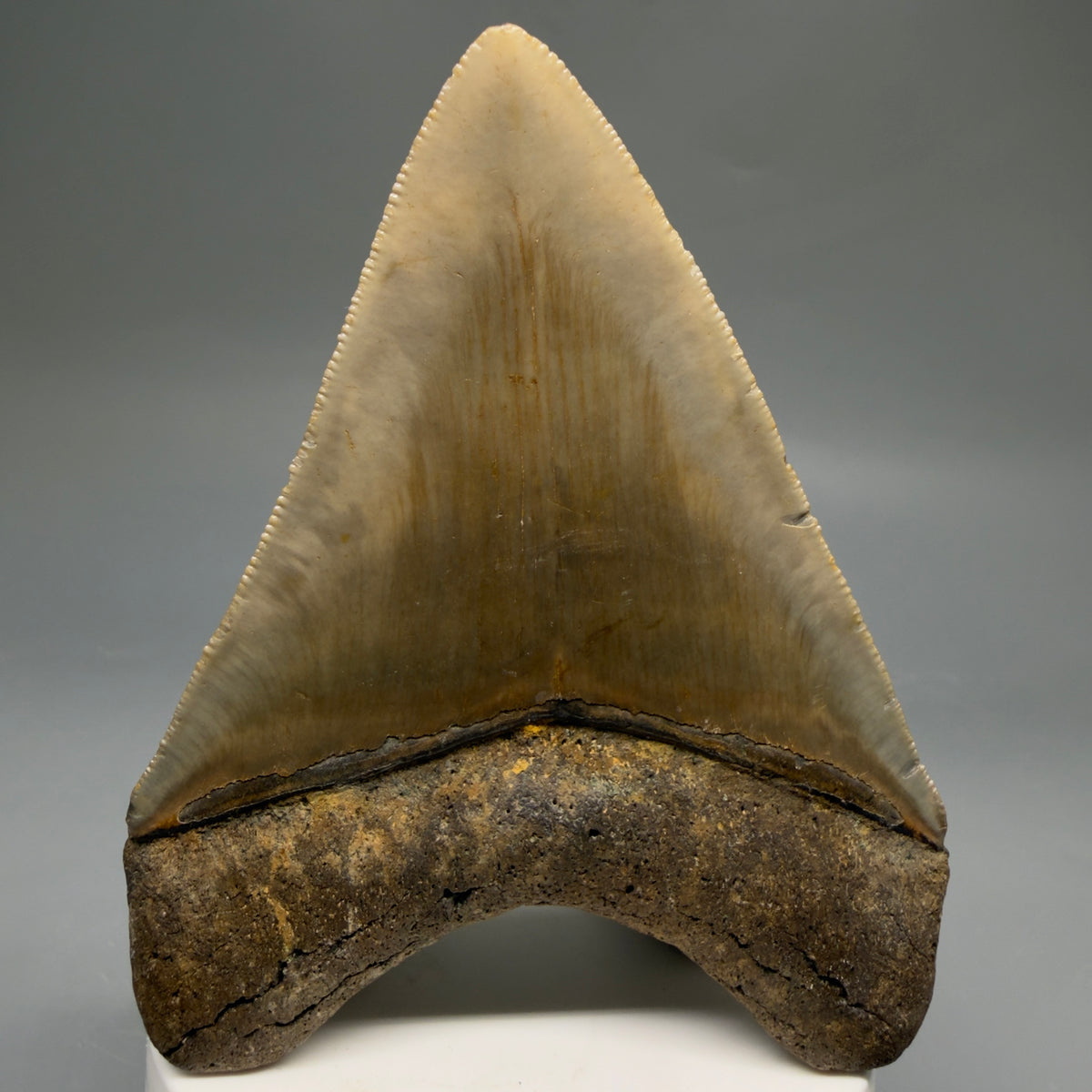 Back View Colorful, heart-shaped 3.70" Fossil Megalodon Tooth from North Carolina - megalodonteeth.com CM6772