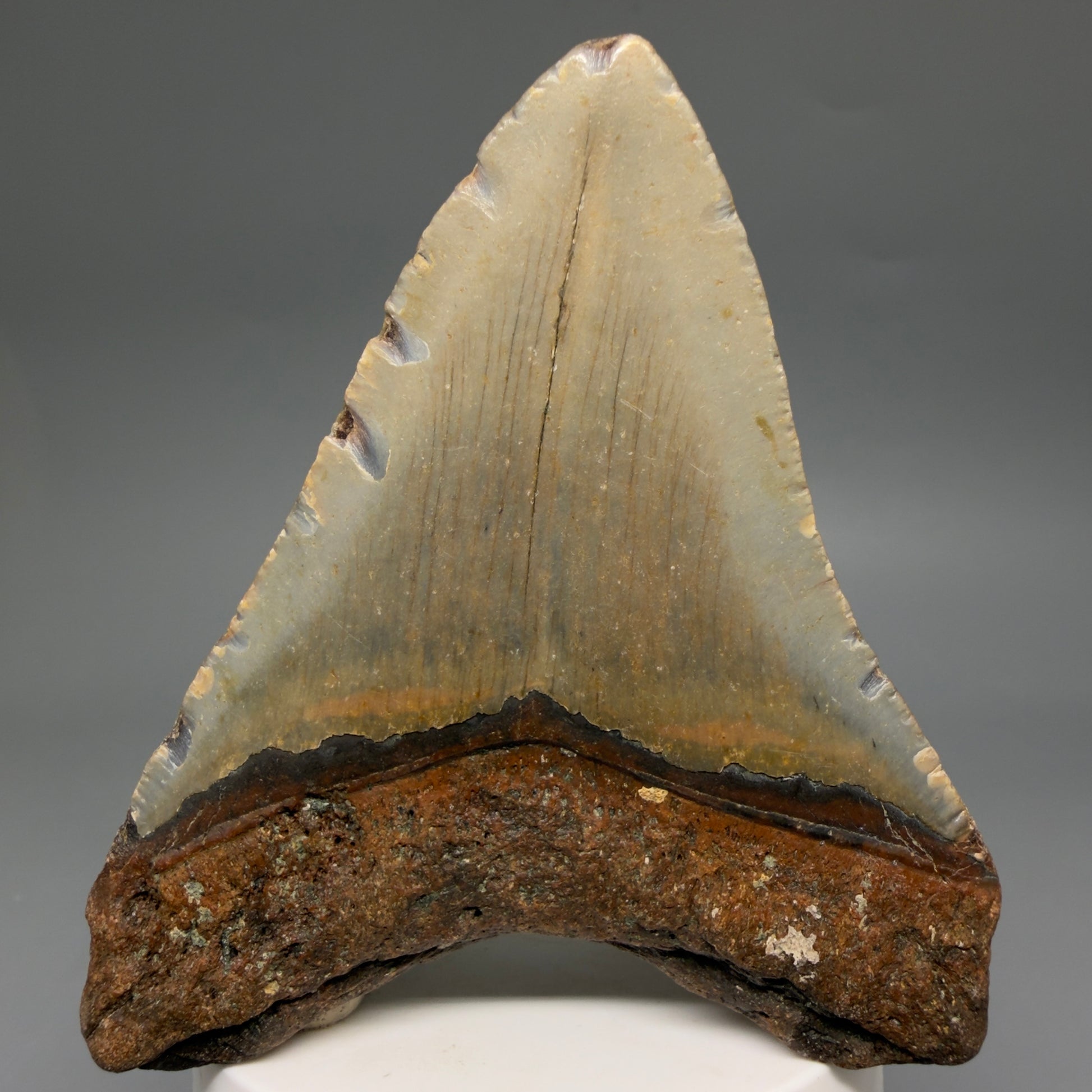 Back View Colorful, heart-shaped 3.74" Fossil Megalodon Tooth from North Carolina - megalodonteeth.com CM6580