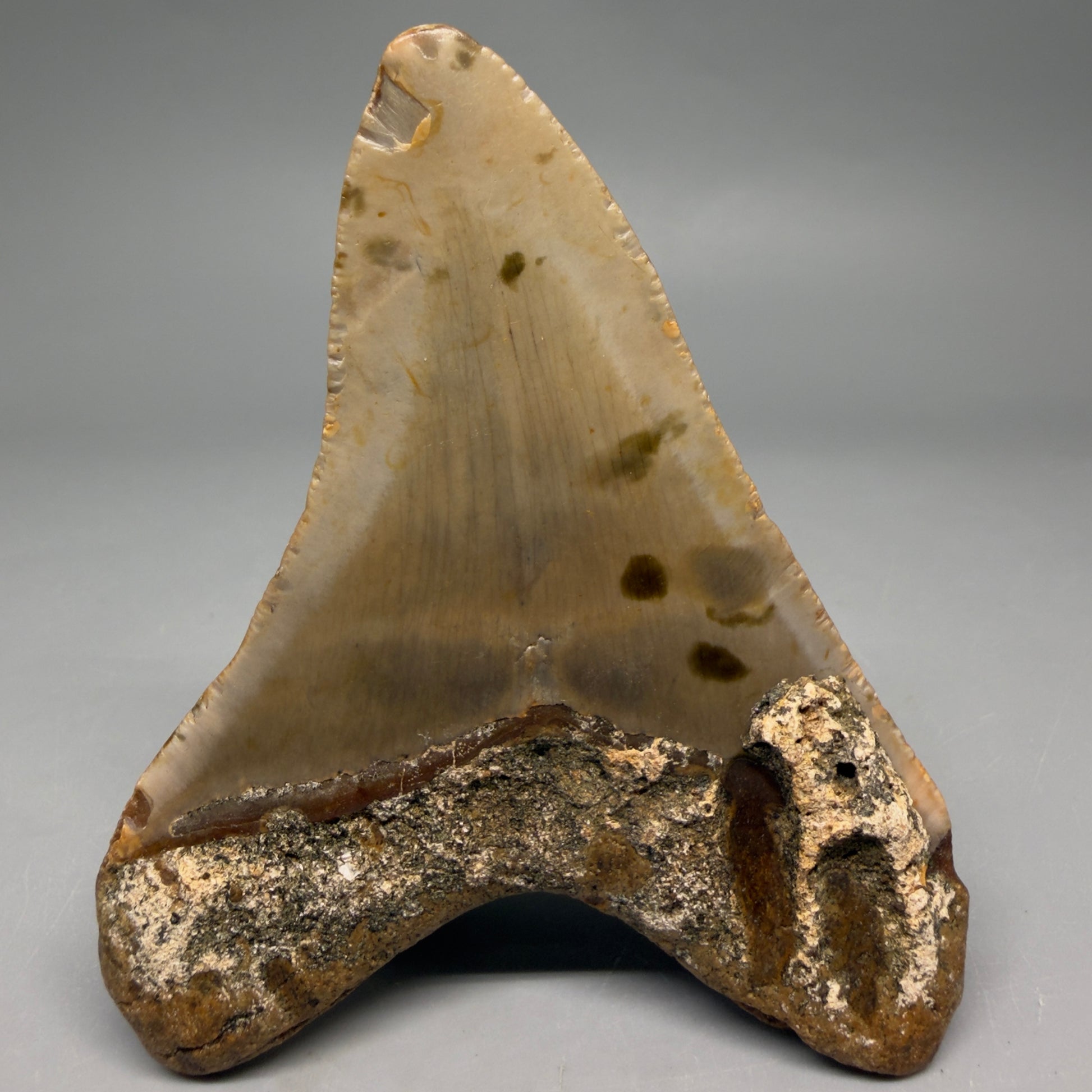 Back View Colorful, heart-shaped 3.90" Fossil Megalodon Tooth from North Carolina - megalodonteeth.com CM6504
