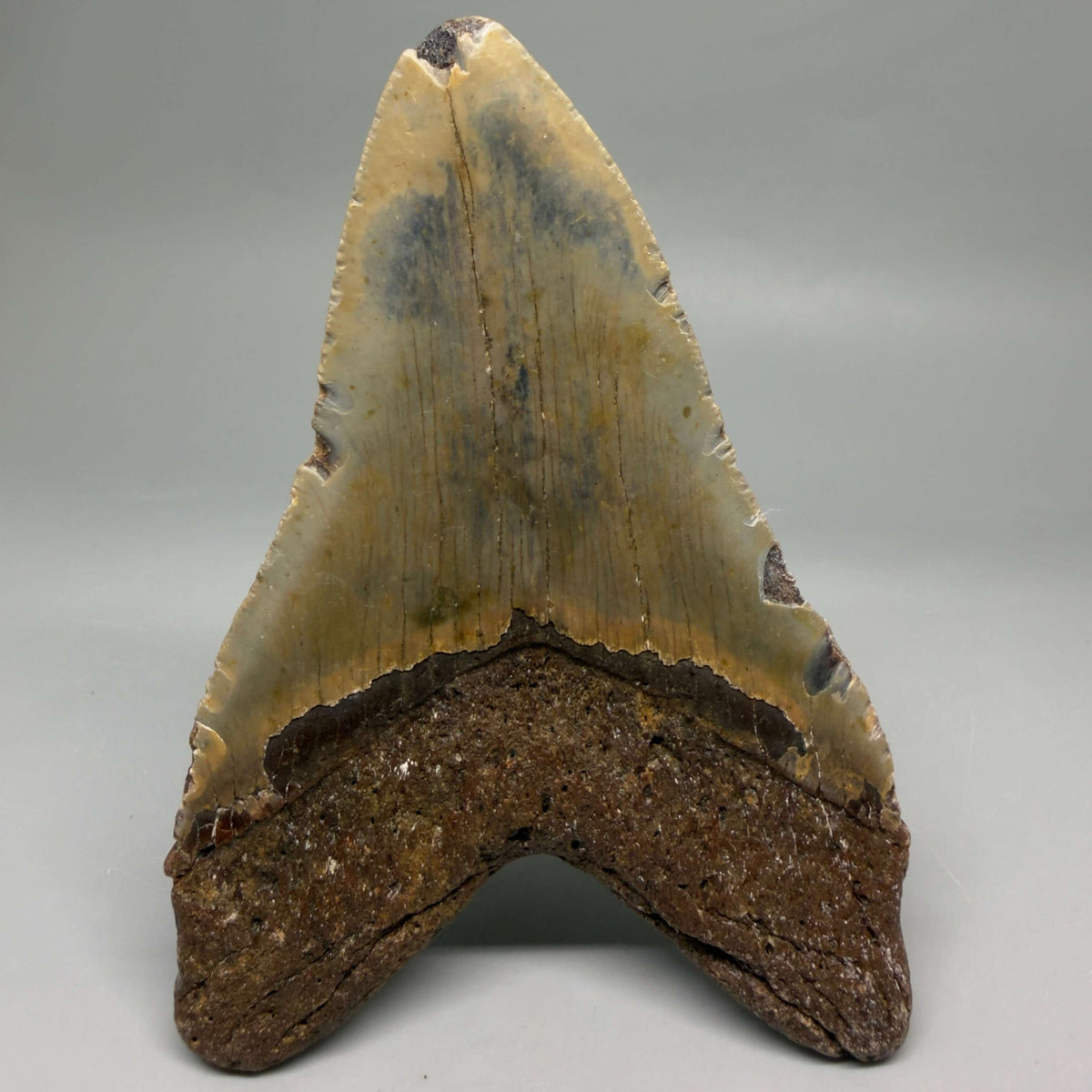 Back View Colorful, heart-shaped 5.07" Authentic Megalodon Tooth – North Carolina Fossil | Carcharocles megalodon megalodonteeth.com CM6719
