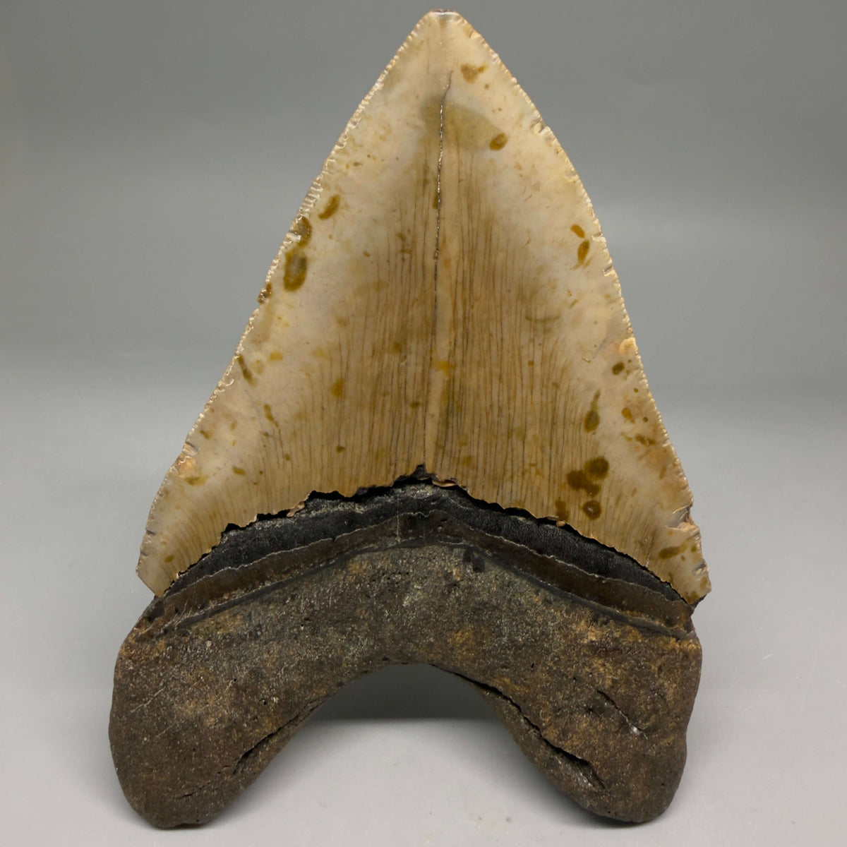 Back View Colorful, heart-shaped 5.14" Authentic Megalodon Tooth – North Carolina Fossil | Carcharocles megalodon megalodonteeth.com CM6721