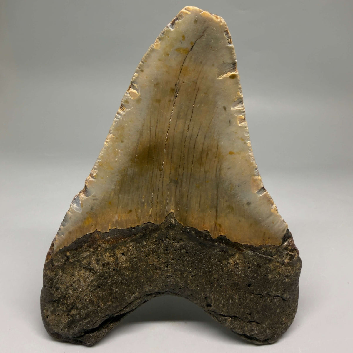 Back View Colorful, heart-shaped 5.17" Authentic Megalodon Tooth – North Carolina Fossil | Carcharocles megalodon megalodonteeth.com CM6711