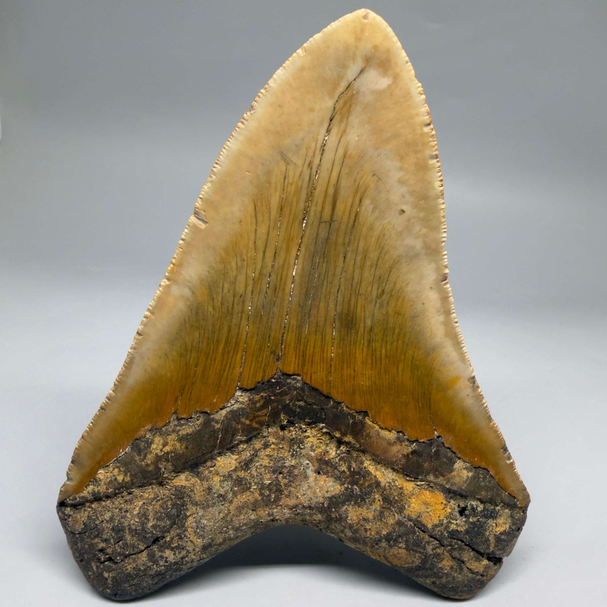 Back View Colorful, heart-shaped 5.29" Authentic Megalodon Tooth – North Carolina Fossil | Carcharocles megalodon megalodonteeth.com CM6715