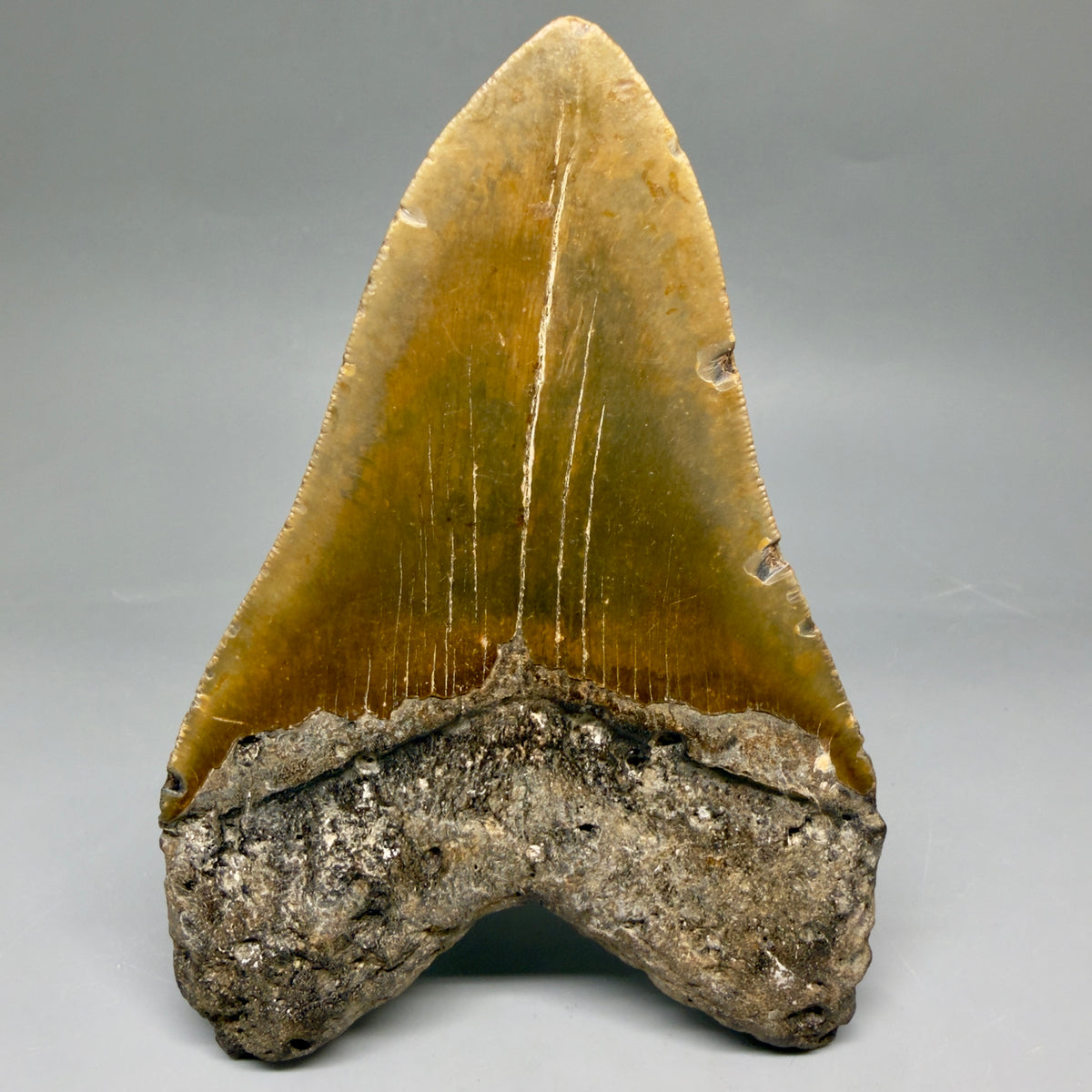 Back View Colorful, heart-shaped 5.44" Authentic Megalodon Tooth – North Carolina Fossil | Carcharocles megalodon megalodonteeth.com MJ107