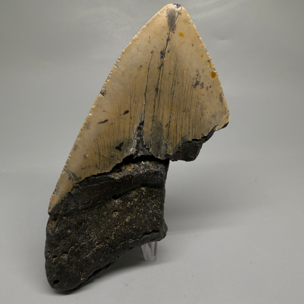 Back View Colorful, heart-shaped 5.48" Authentic Megalodon Tooth – North Carolina Fossil | Carcharocles megalodon megalodonteeth.com CM6710 