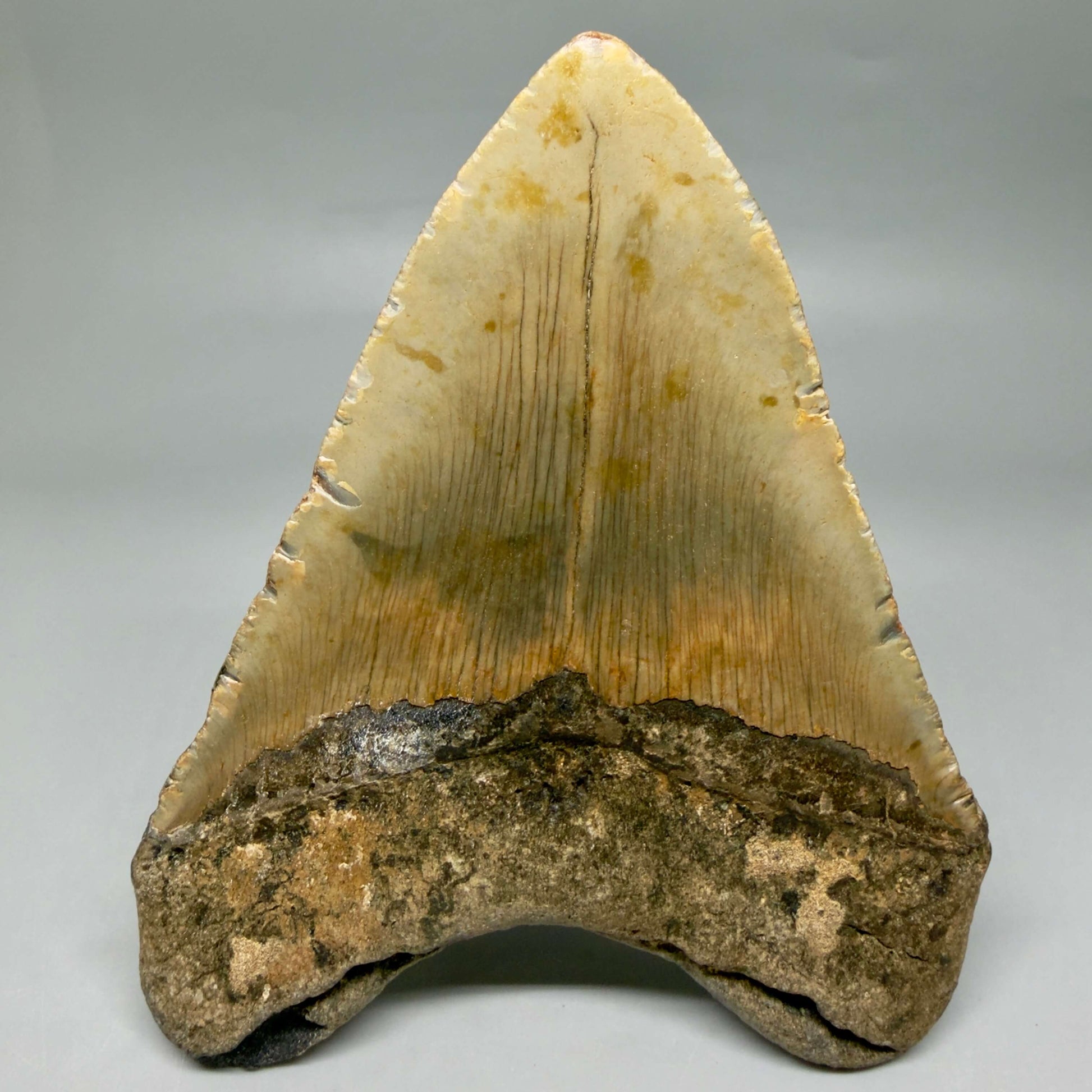 Back View Colorful, heart shaped 5.05" Authentic Megalodon Tooth – North Carolina Fossil | Carcharocles megalodon CM6454