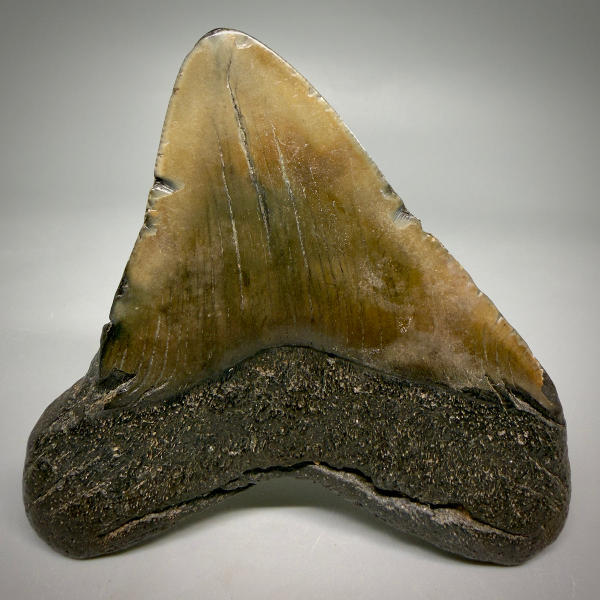 Back View Colorful, lateral 3.86" Fossil Megalodon Tooth from South Carolina megalodonteeth.com CM6573