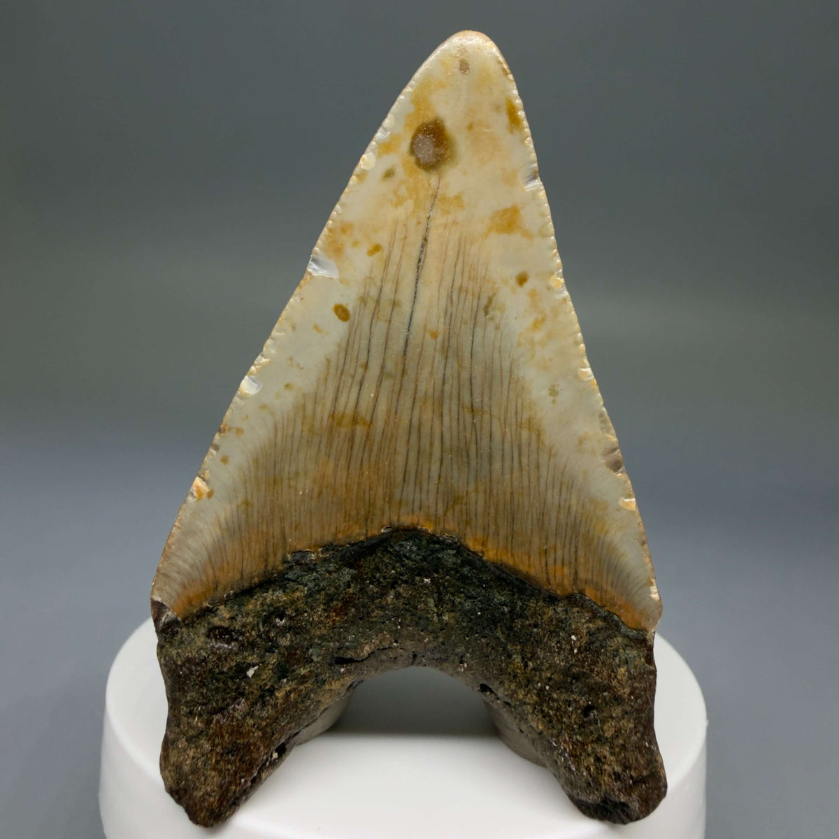 Back View Colorful lower 2.85" Fossil Megalodon Tooth - Authentic Carcharocles megalodon Fossil from North Carolina megalodonteeth.com CM6789