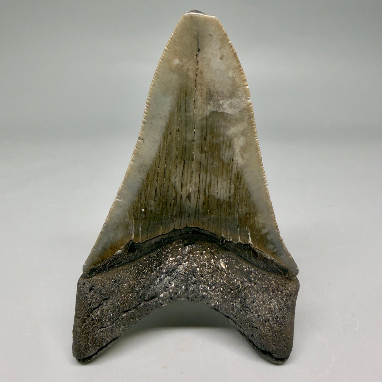 Back View Colorful lower, sharply serrated 3.72" Fossil Megalodon Tooth from South Carolina megalodonteeth.com CM6568