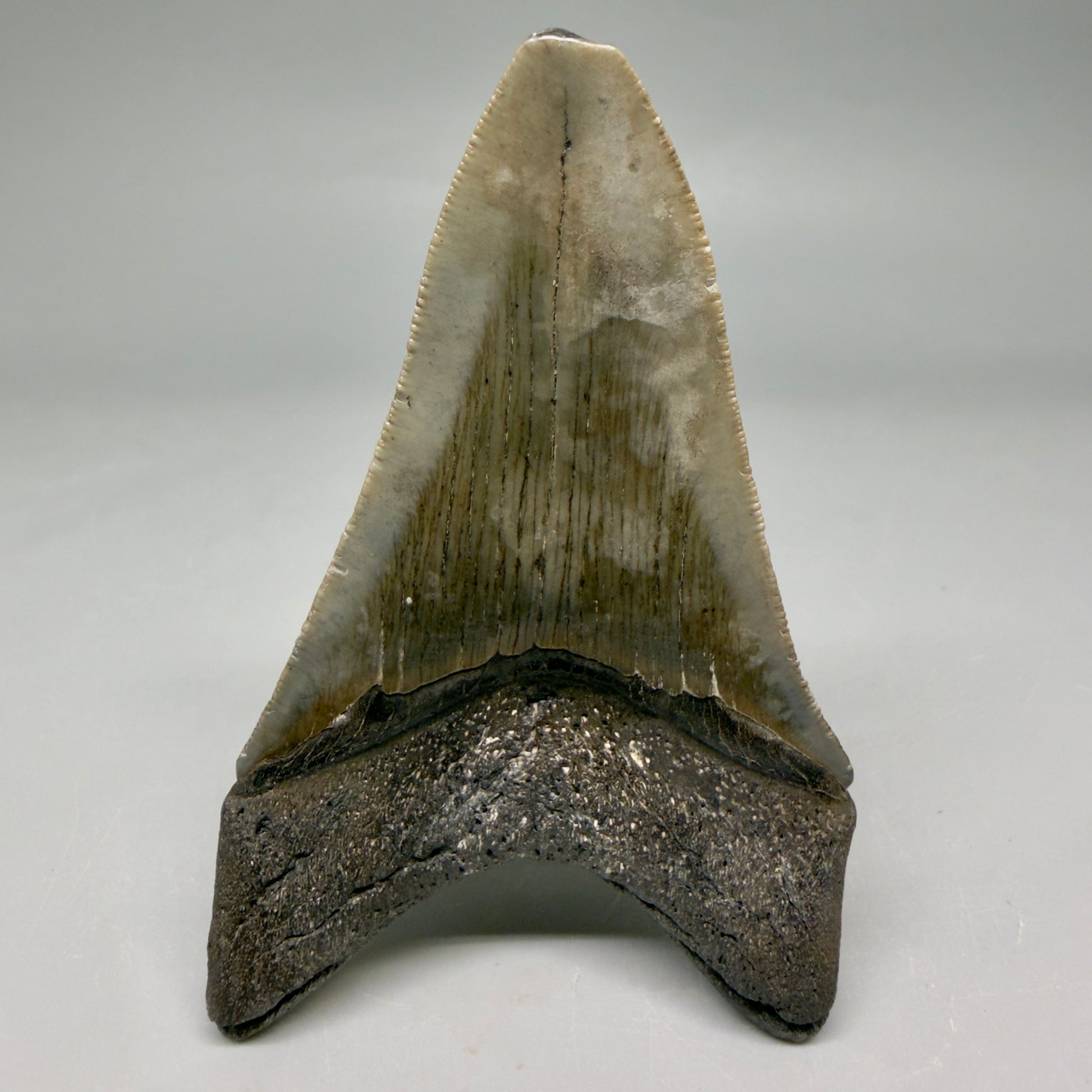 Back View Colorful lower, sharply serrated 3.72" Fossil Megalodon Tooth from South Carolina megalodonteeth.com CM6568