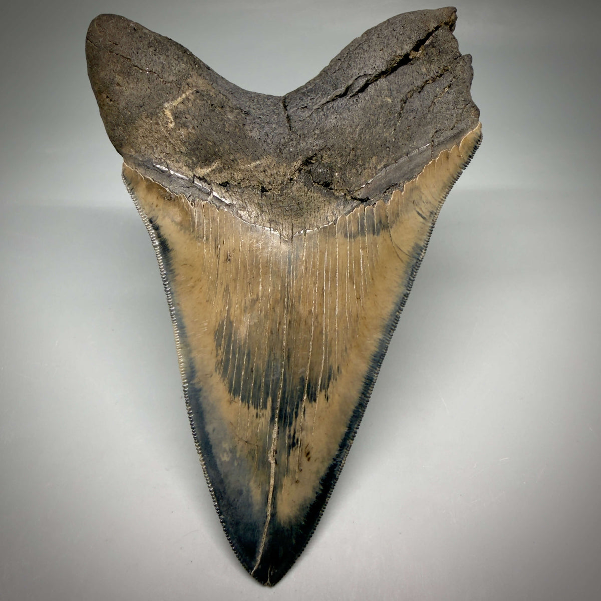 Back View Colorful lower, sharply serrated 5.33" Fossil Megalodon Tooth from South Carolina megalodonteeth.com CM6702 