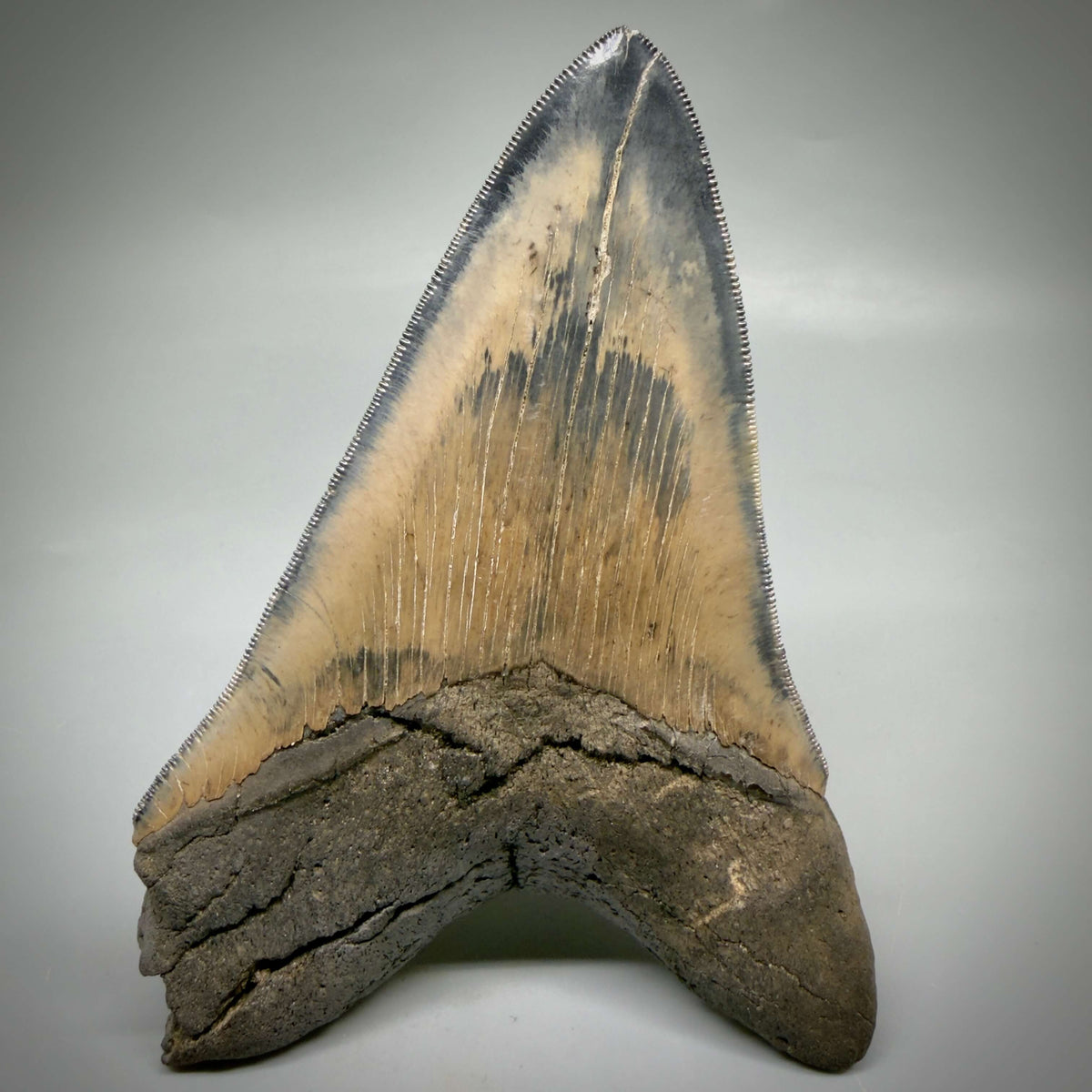 Back View Colorful lower, sharply serrated 5.33" Fossil Megalodon Tooth from South Carolina megalodonteeth.com CM6702 - 1