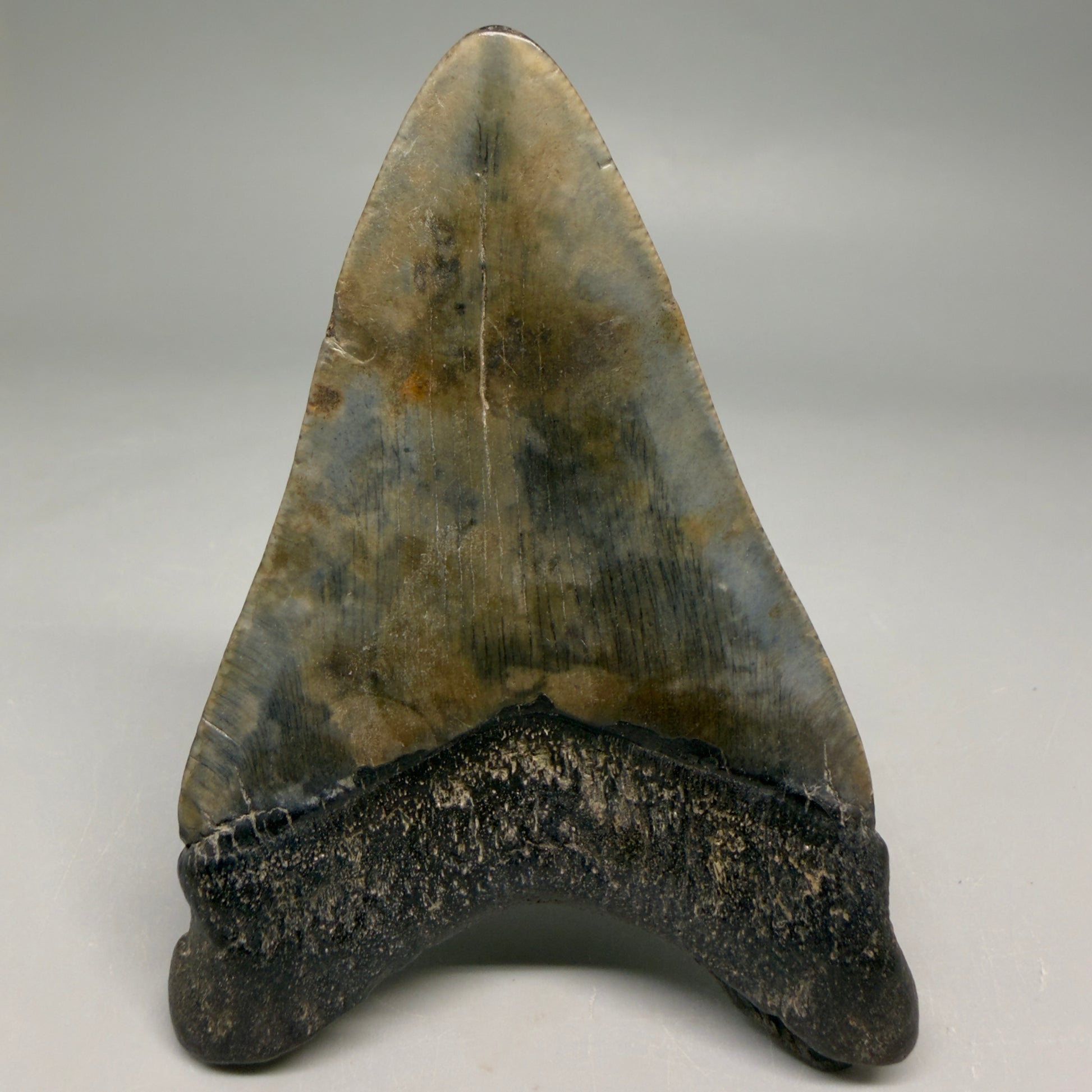 Back View Colorful prints 3.87" Megalodon Tooth – Fossil Megalodon Tooth from South Carolina megalodonteeth.com CM6571