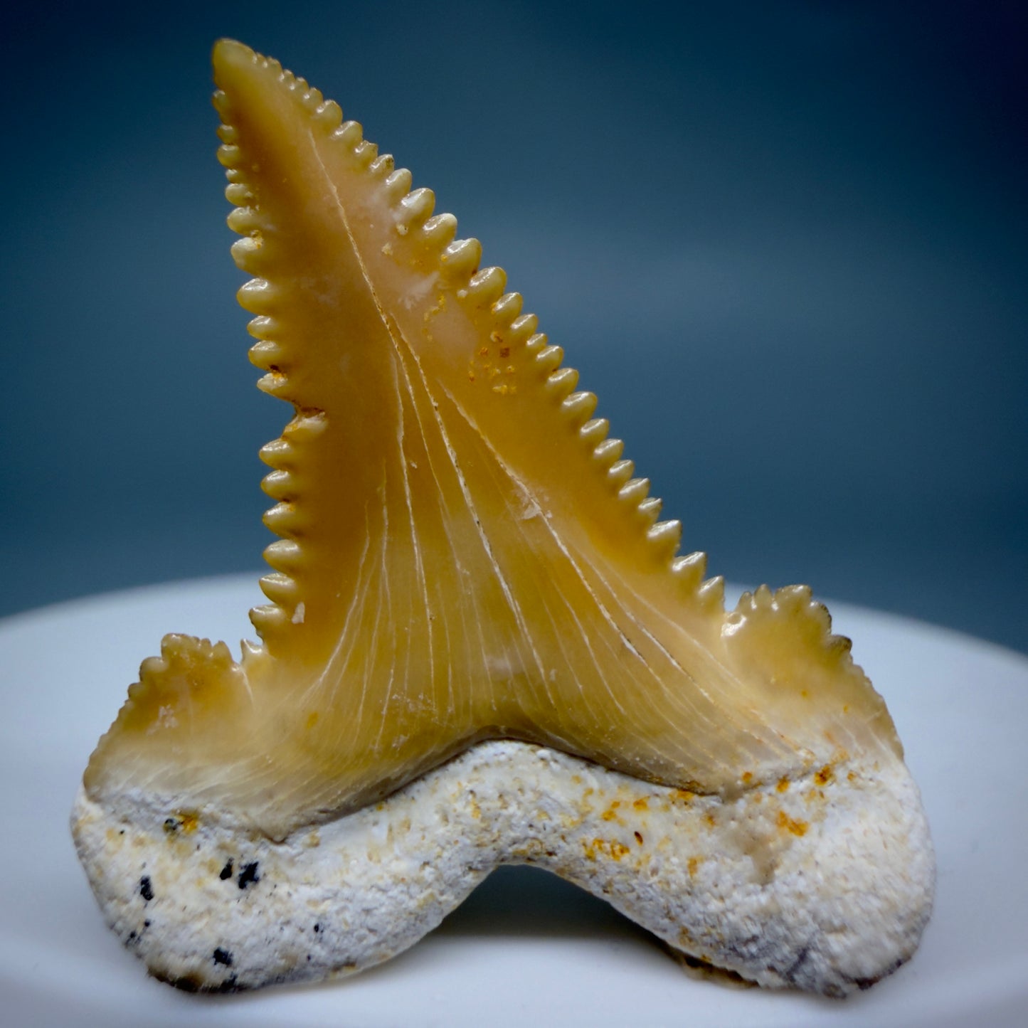 Back View Colorful, serrated 1.20" Fossil Carcharocles sokolowi (auriculatus) Shark Tooth - Western Sahara AU400 