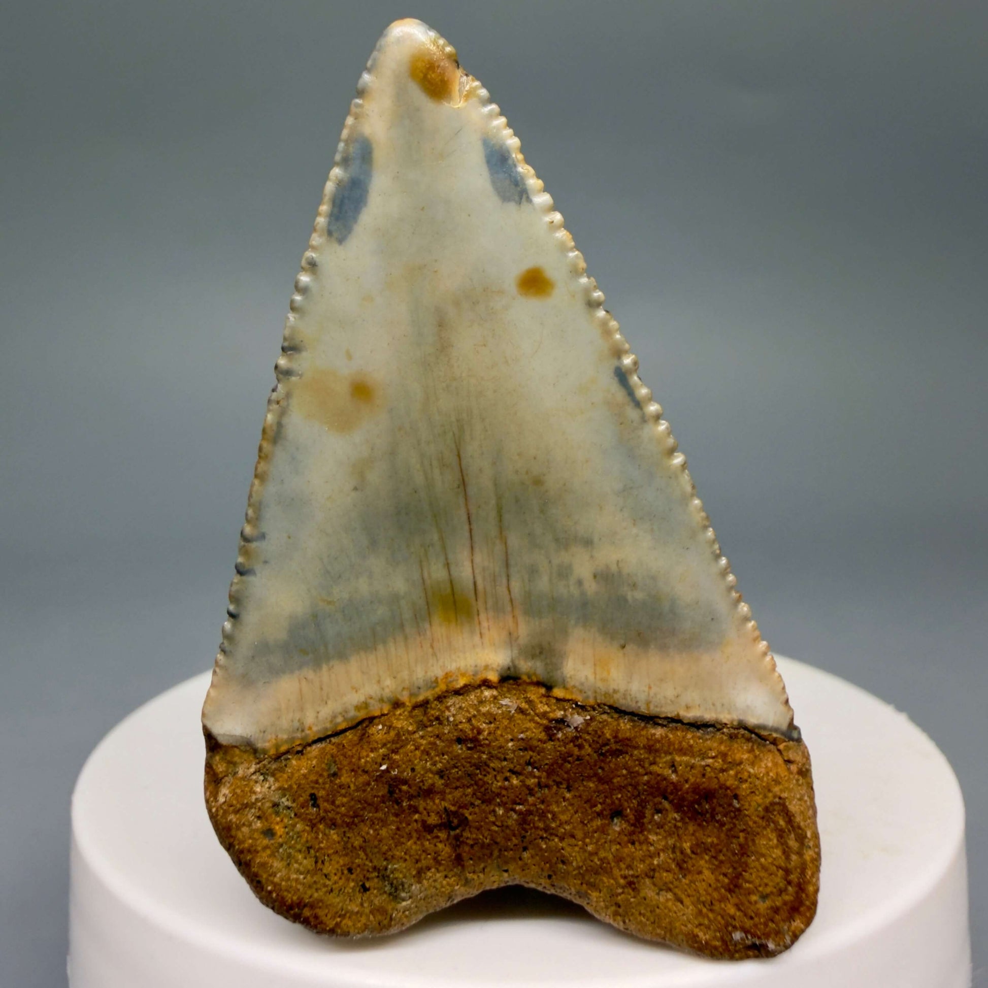 Back View Colorful, serrated 2.12" Fossil Great White Shark Tooth - from North Carolina GW1367 