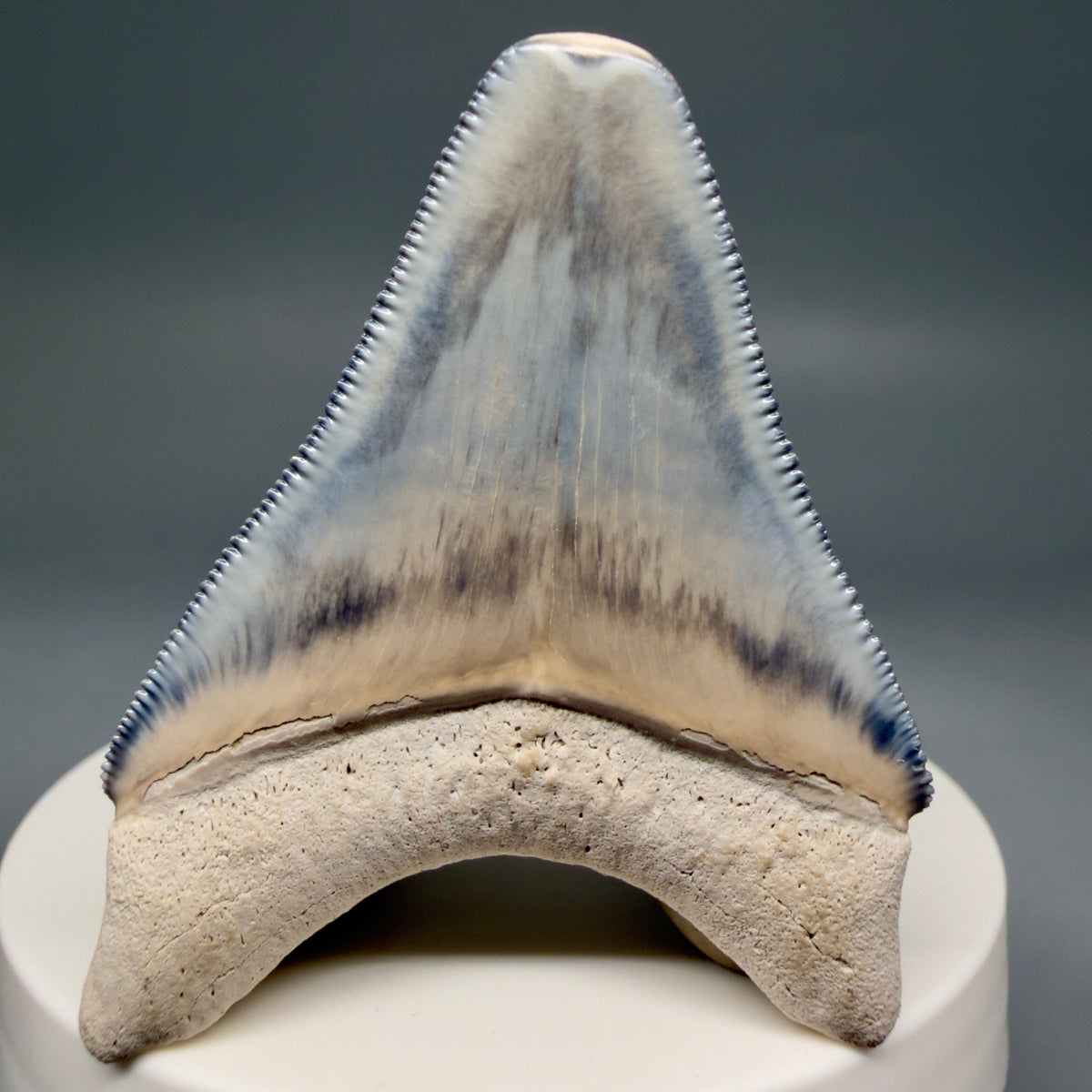 Back View Colorful, serrated 2.15" Fossil Megalodon Shark Tooth - Bone Valley, Florida megalodonteeth.com CM6742
