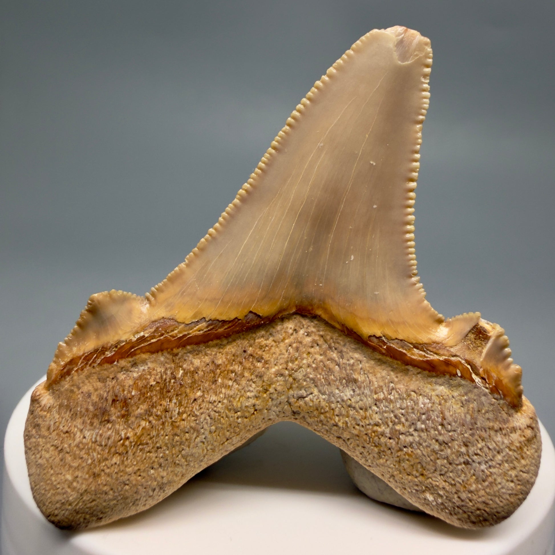 Back View Colorful, serrated 2.20" Fossil Carcharocles sokolowi (auriculatus) Shark Tooth - Western Sahara AU401