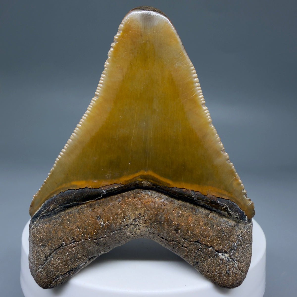 Back View Colorful, serrated 2.40" Fossil Megalodon Shark Tooth - Bone Valley, Florida megalodonteeth.com CM6744 CM6744