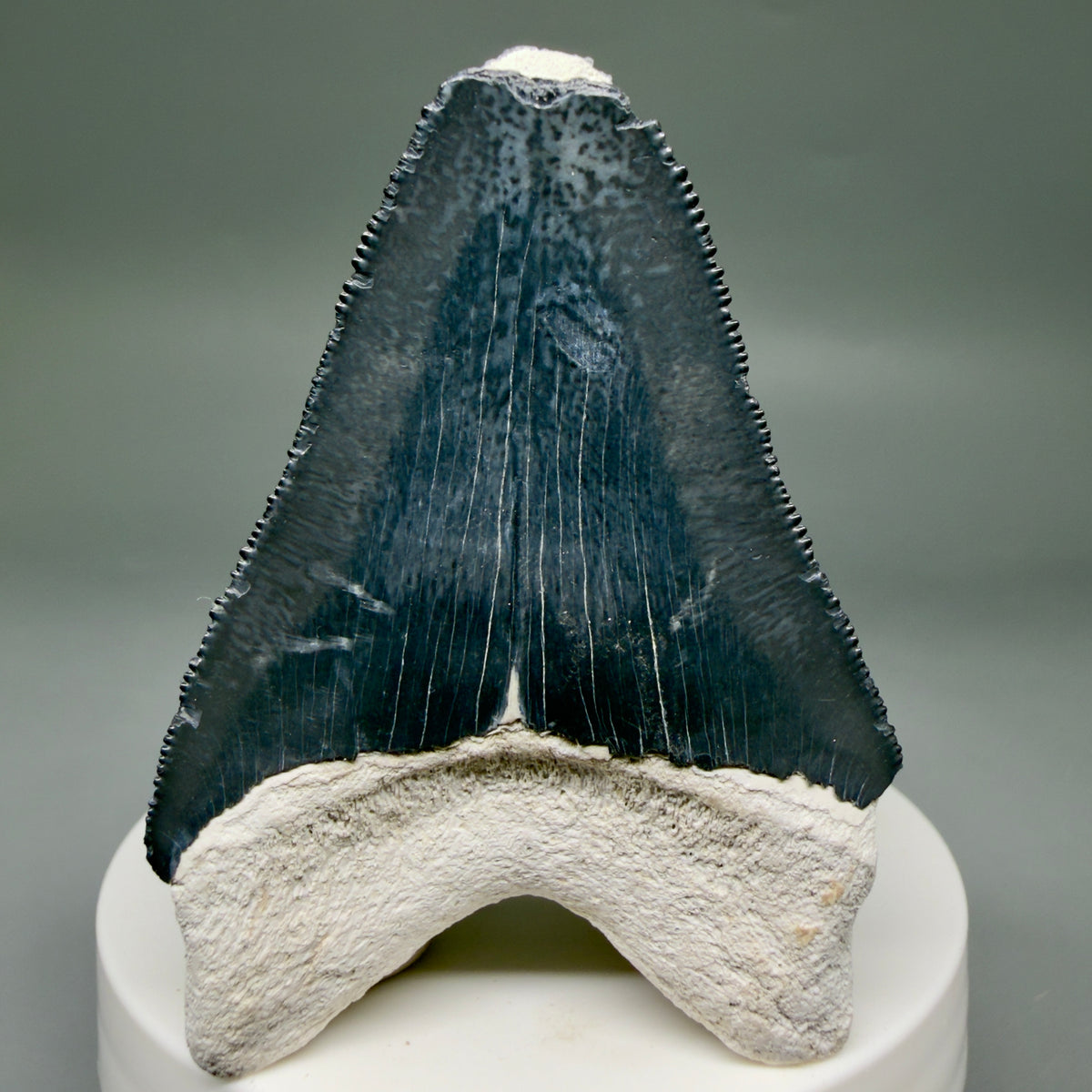Back View Colorful, serrated 2.47" Fossil Megalodon Shark Tooth - Bone Valley, Florida megalodonteeth.com CM6743 