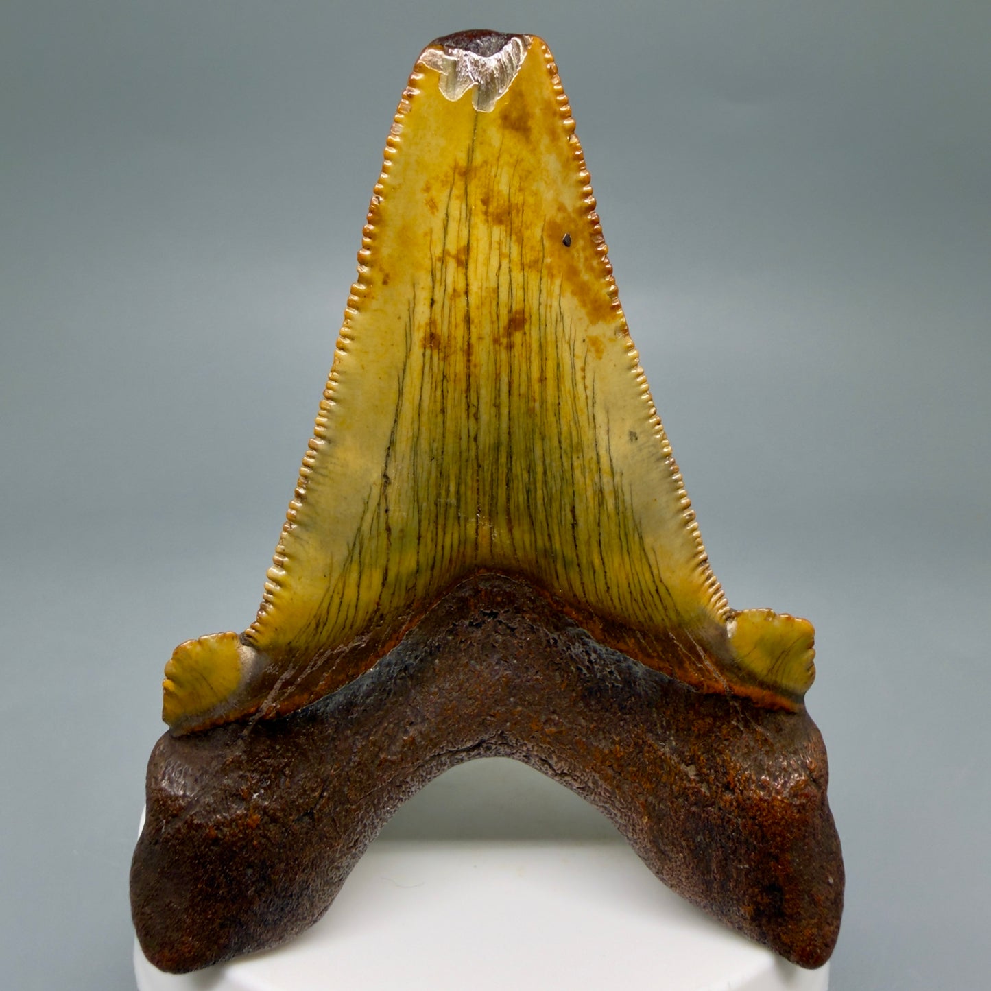 Back View Colorful, serrated 3.19" Fossil Carcharocles Sokolowi Shark Tooth - Suwannee River, Florida AU406