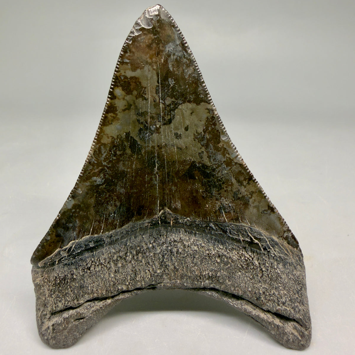 Back View Colorful, serrated 3.24" Fossil Megalodon Tooth from South Carolina megalodonteeth.com CM6558