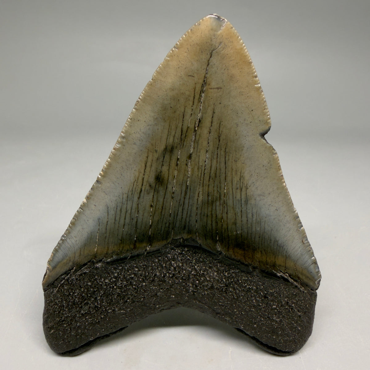 Back View Colorful, serrated 3.29" Fossil Megalodon Tooth from South Carolina megalodonteeth.com CM6559