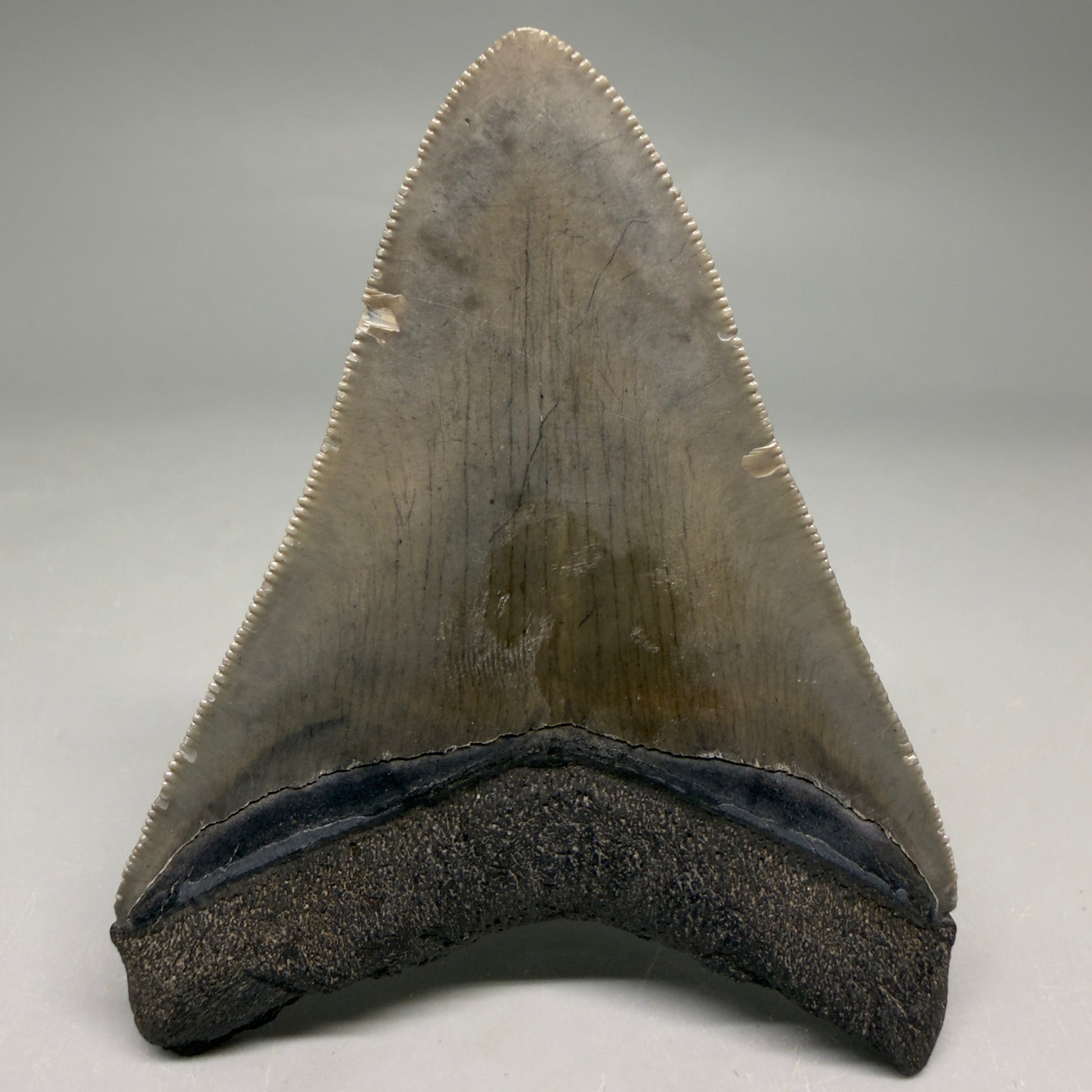 Back View Colorful, serrated 3.46" Fossil Megalodon Tooth from South Carolina CM6561
