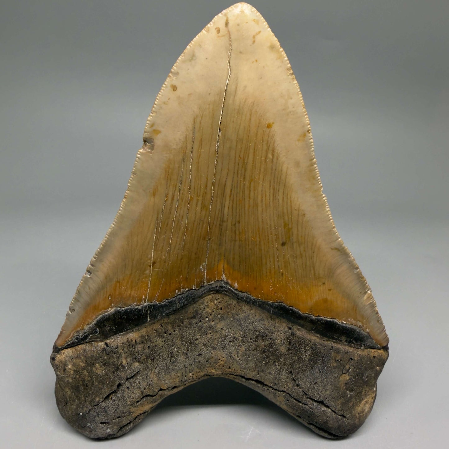 Back View Colorful, serrated, heart-shaped 4.98" Authentic Megalodon Tooth – North Carolina CM6463 