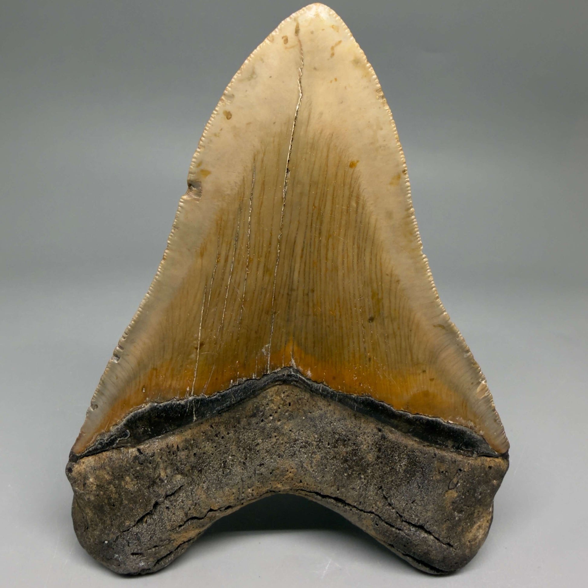 Back View Colorful, serrated, heart-shaped 4.98" Authentic Megalodon Tooth – North Carolina CM6463 