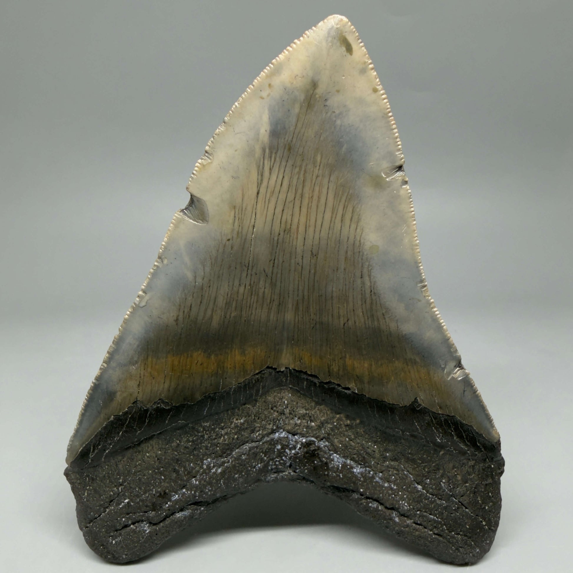 Back View Colorful, serrated, heart-shaped 5.19" Authentic Megalodon Tooth – North Carolina CM6465