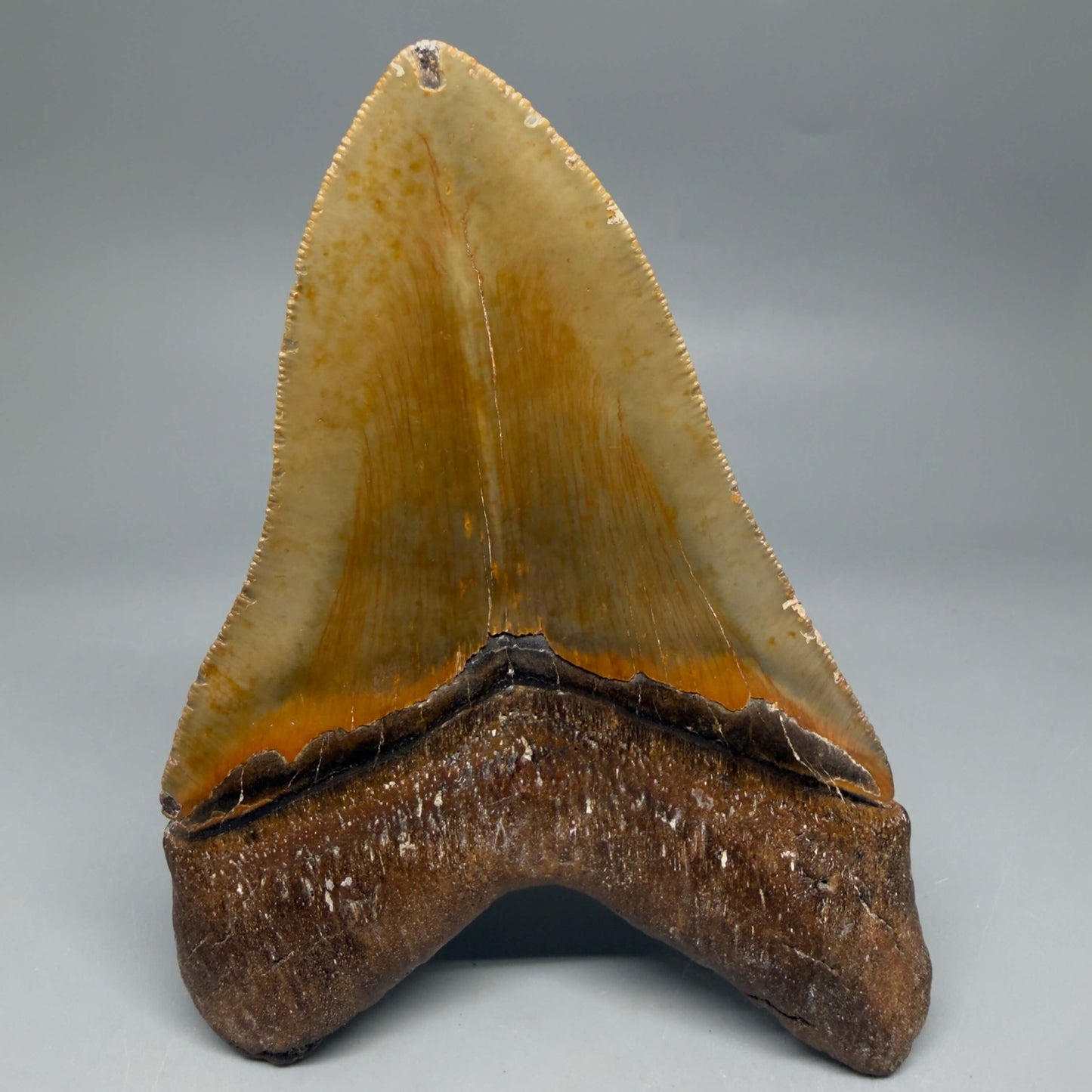 Back View Colorful, serrated, heart-shaped 5.32" Authentic Megalodon Tooth – North Carolina CM6464 