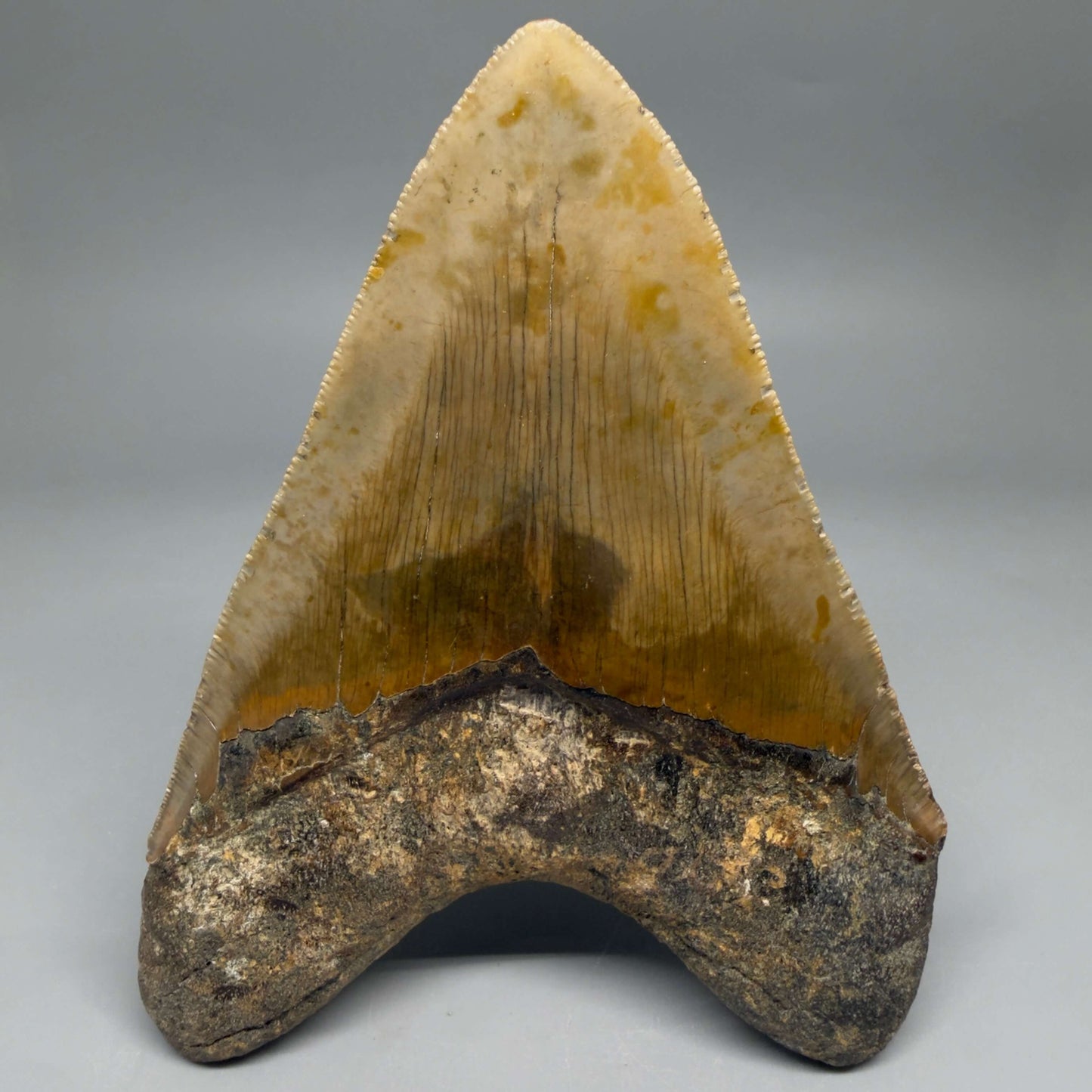 Back View Colorful, serrated, heart-shaped 5.35" Authentic Megalodon Tooth – North Carolina CM6466