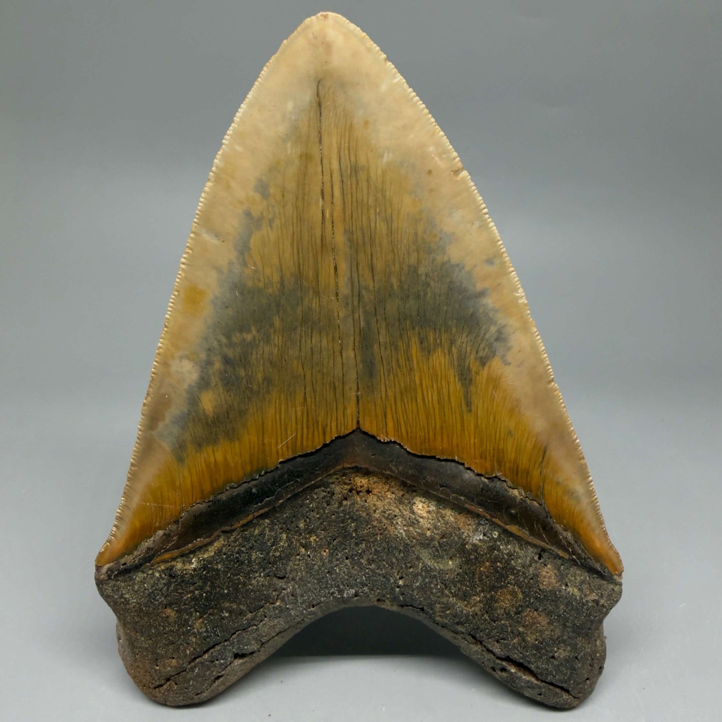 Back View Colorful, serrated, heart-shaped 5.62" Authentic Megalodon Tooth – North Carolina CM6467