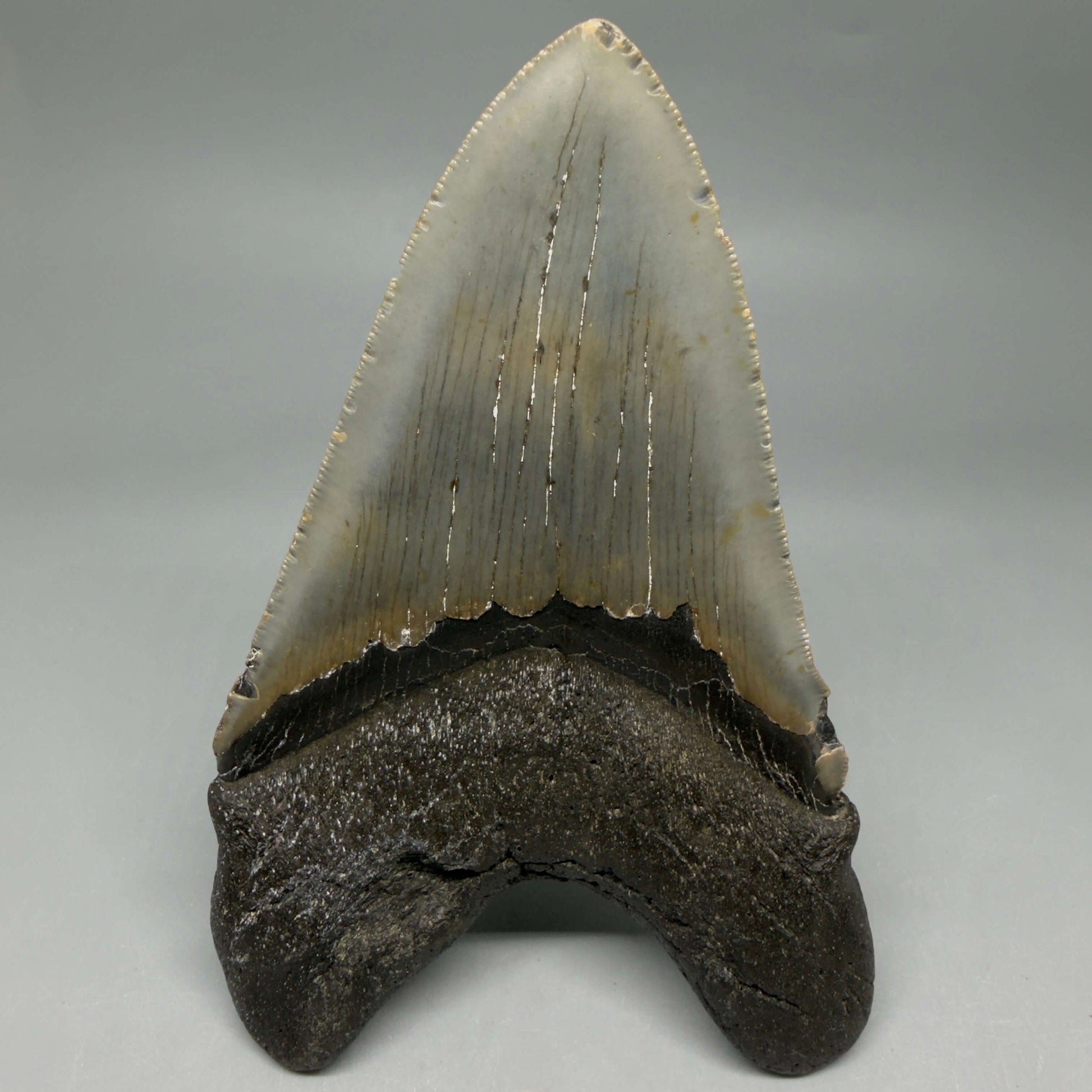 Back View Colorful, serrated, lower 5.44" Authentic Megalodon Tooth – North Carolina Fossil | Carcharocles megalodon CM6455 