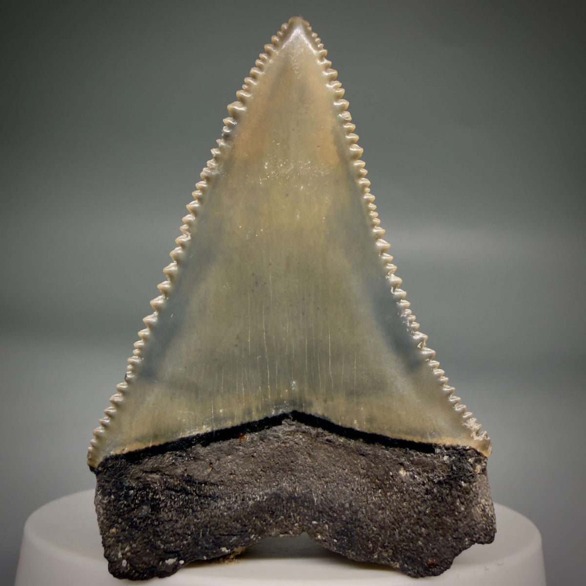 Back View Colorful, sharply serrated 2.17" Fossil Great White Tooth from Sarasota, Florida megalodonteeth.com GW1380 