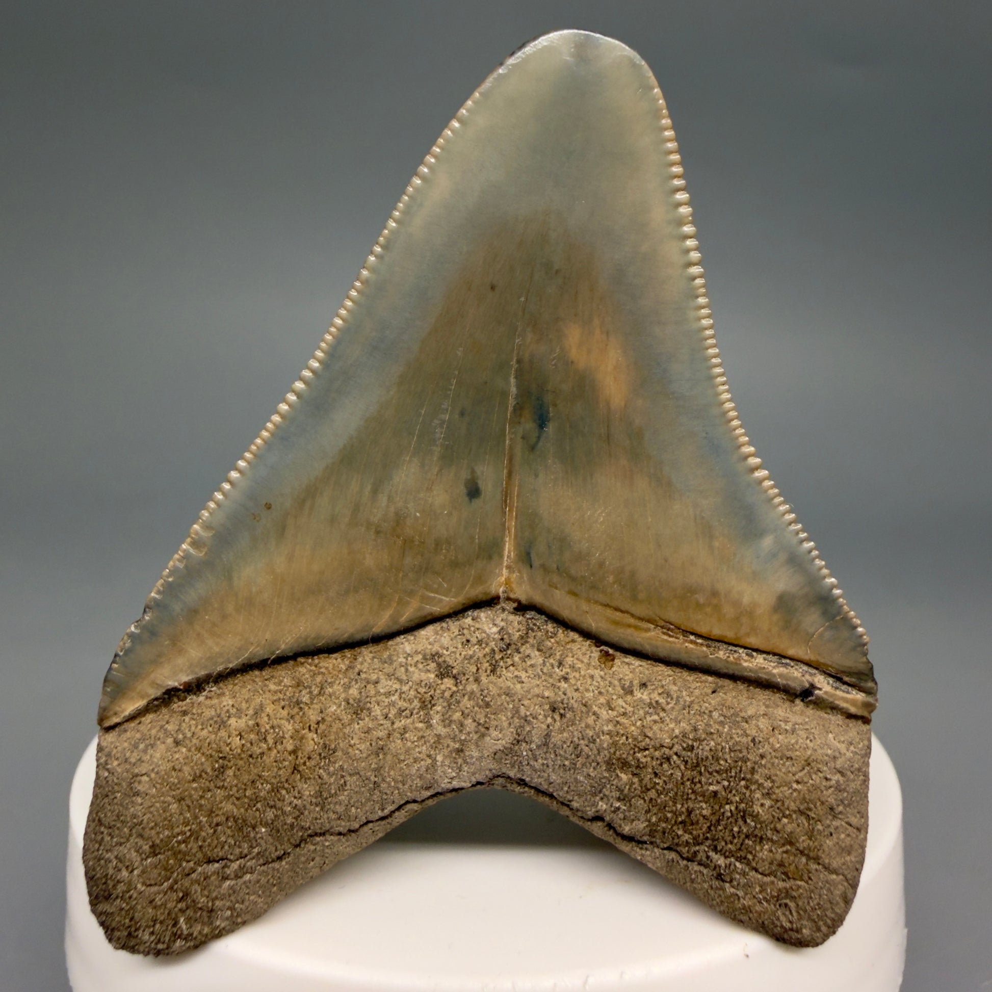 Back View Colorful, sharply serrated 2.44" Fossil Megalodon Tooth from Georgia, USA megalodonteeth.com CM6523