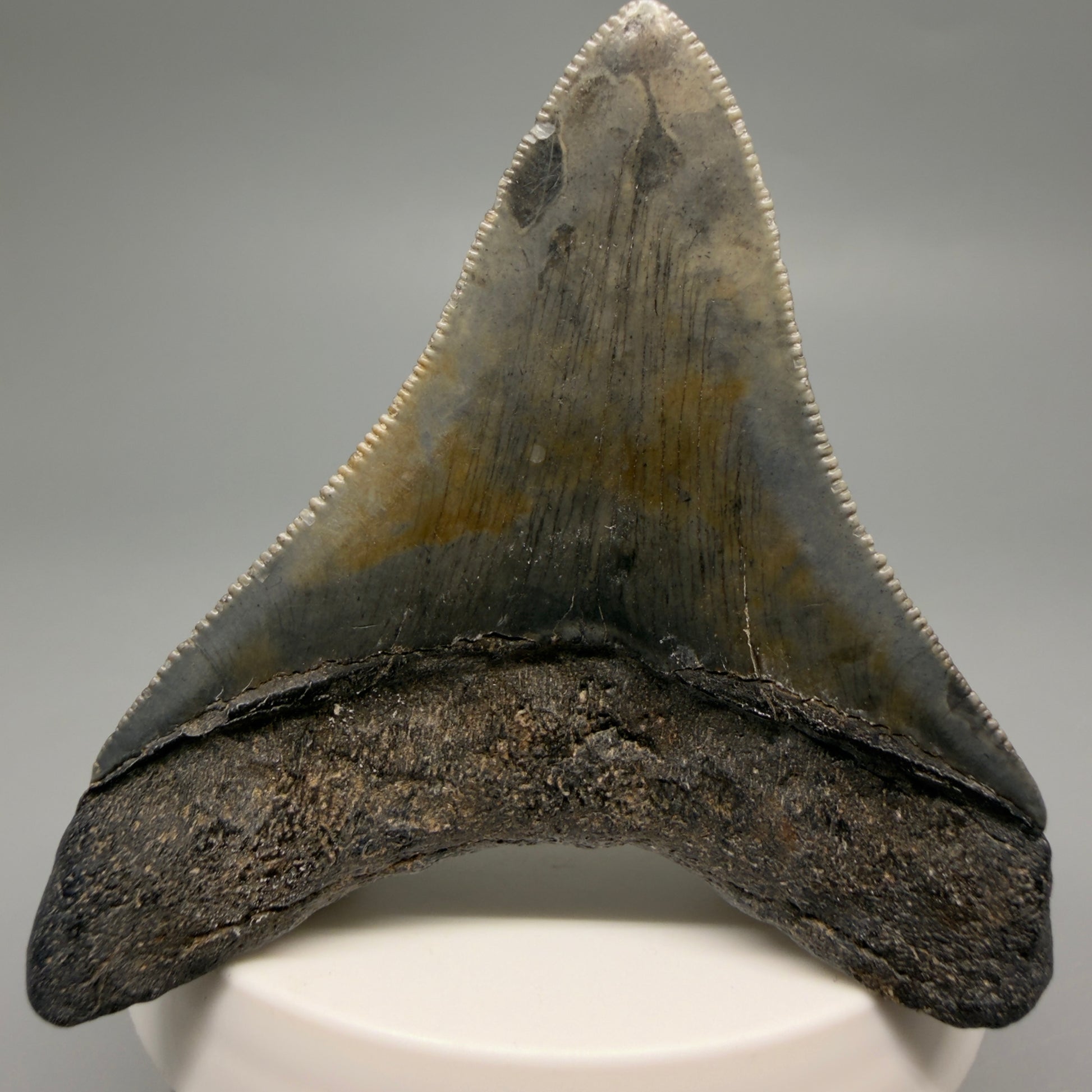Back View Colorful, sharply serrated 2.73" Fossil Megalodon Tooth – South Carolina River | Megalodon Tooth CM6488