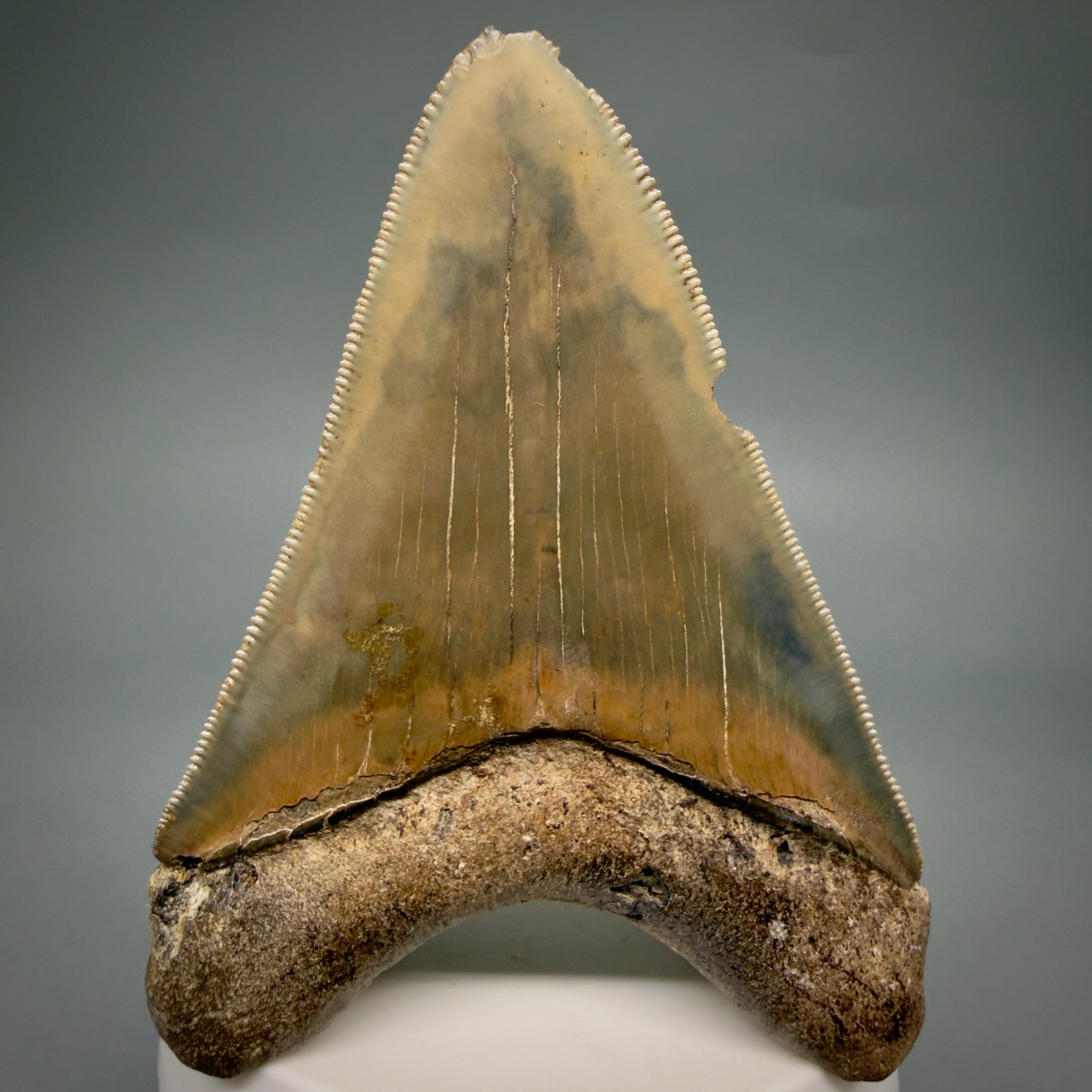 Back View Colorful, sharply serrated 3.28" Fossil Megalodon Tooth from Georgia, USA megalodonteeth.com CM6526