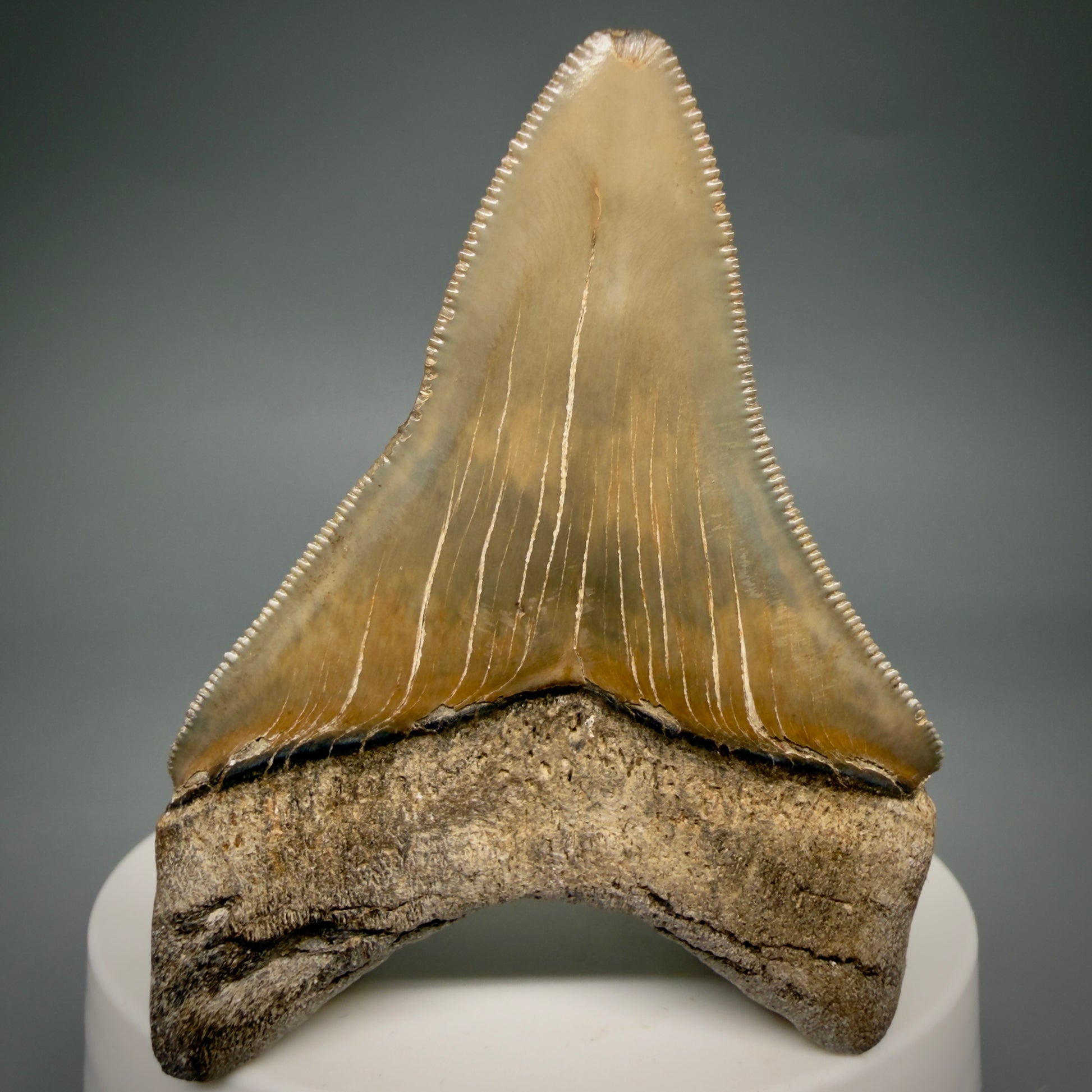 Back View Colorful, sharply serrated 3.54" Fossil Megalodon Tooth from Georgia, USA megalodonteeth.com CM6522