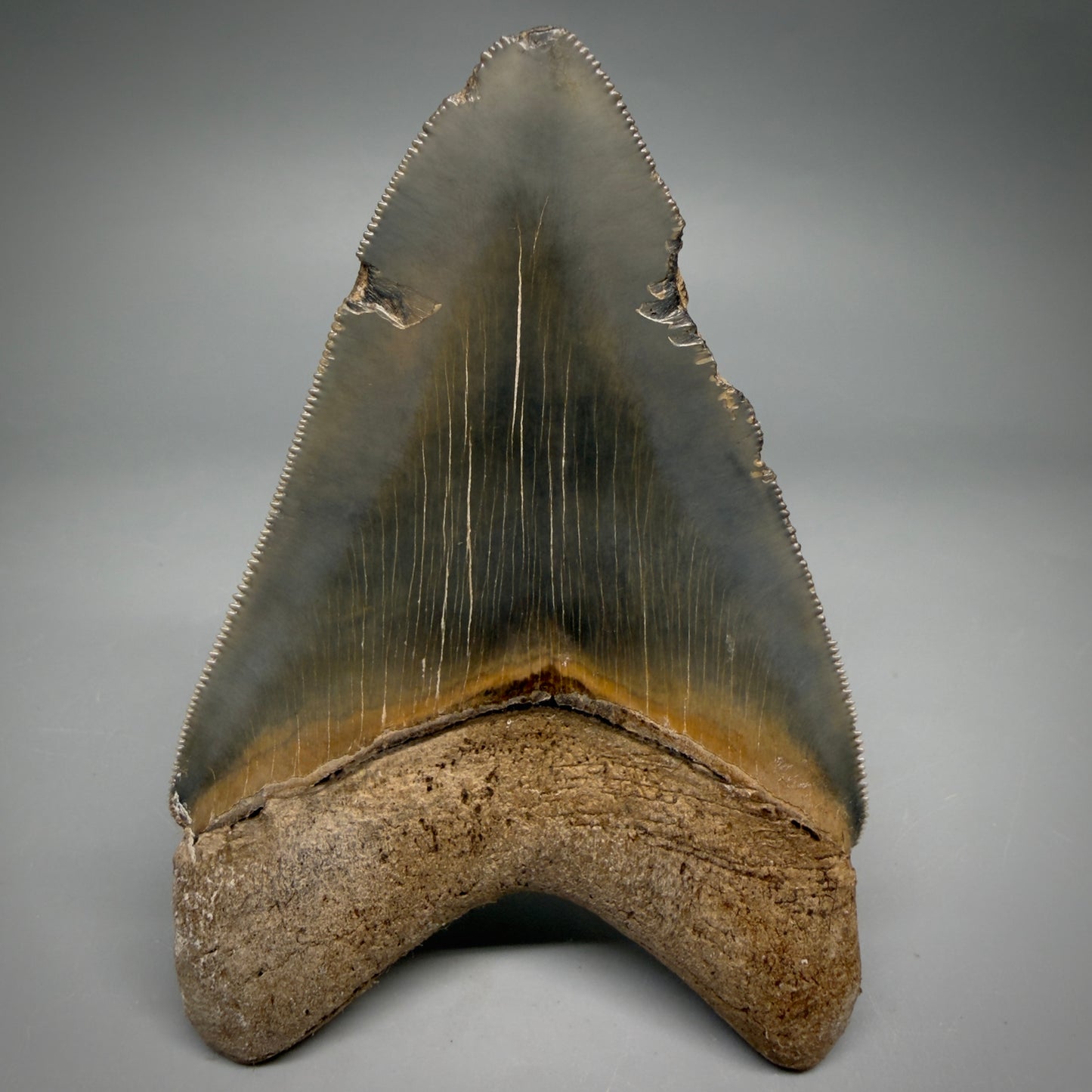 Back View Colorful, sharply serrated 4.13" Fossil Megalodon Tooth from Georgia, USA megalodonteeth.com CM6529