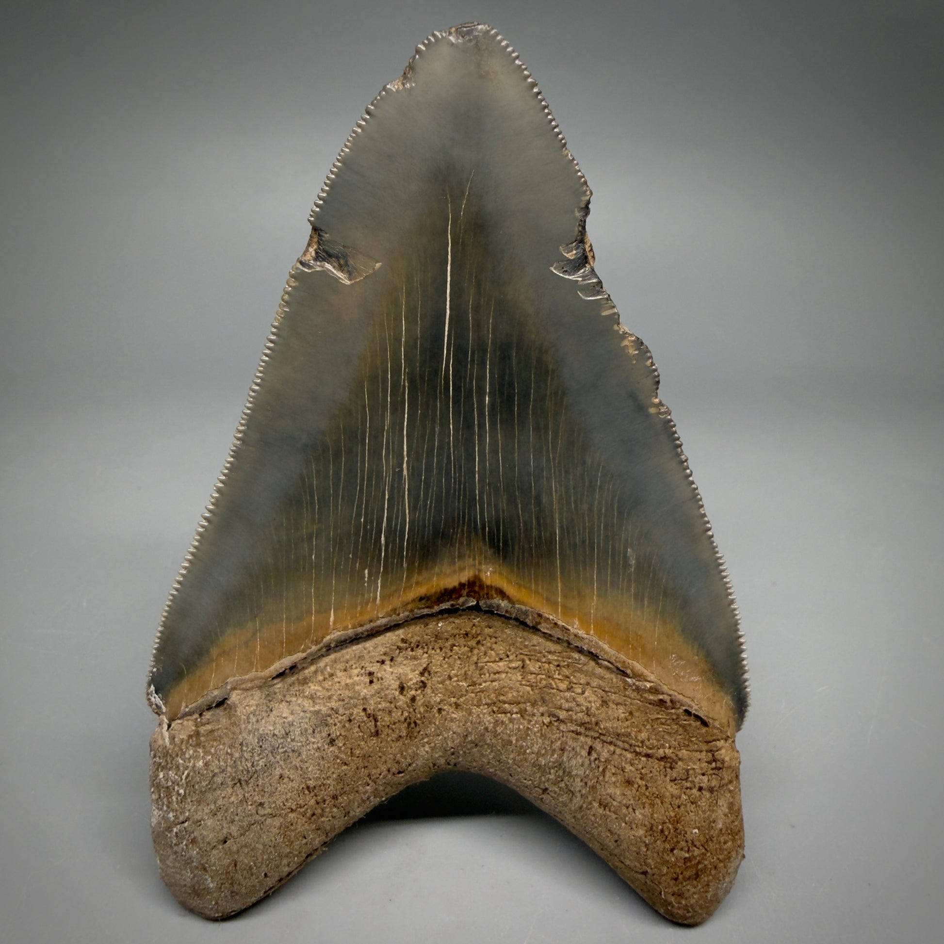 Back View Colorful, sharply serrated 4.13" Fossil Megalodon Tooth from Georgia, USA megalodonteeth.com CM6529
