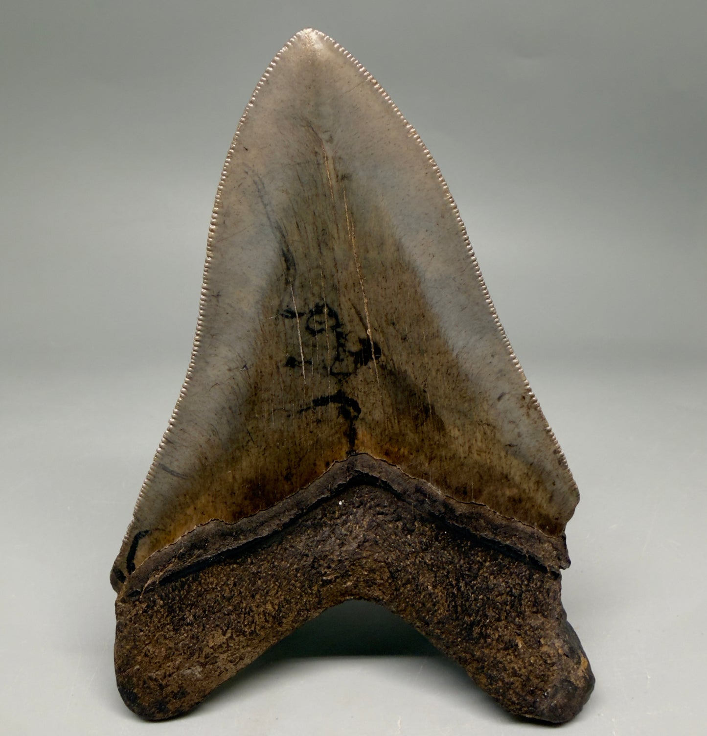 Back View Colorful, sharply serrated 4.65" Fossil Megalodon Tooth from Georgia, USA megalodonteeth.com CM6532